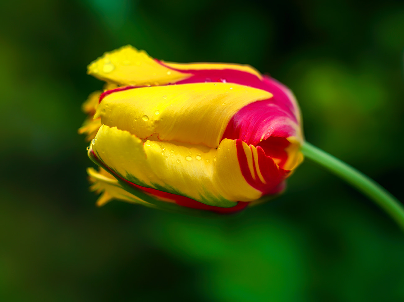 Leica SL (Typ 601) sample photo. Drops photography