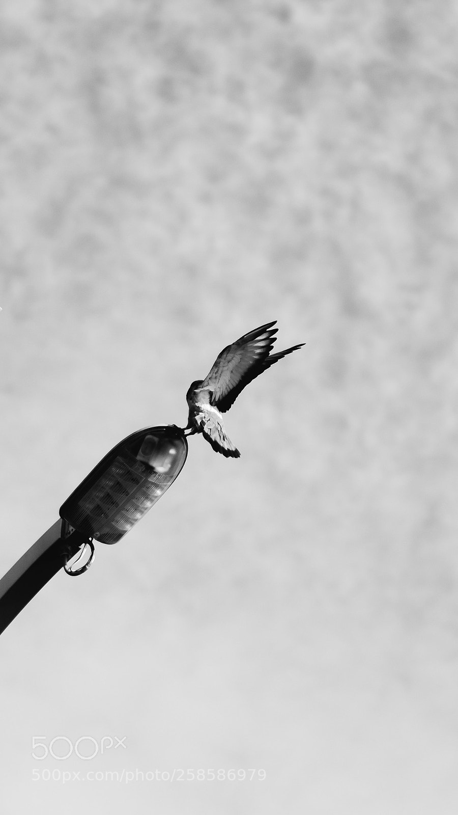 Nikon D5100 sample photo. Untitled photography