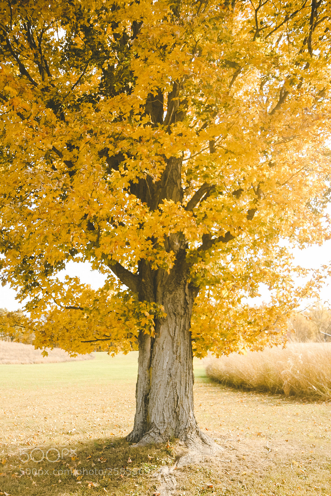 Canon EOS 7D sample photo. Autumn-brushed tree photography