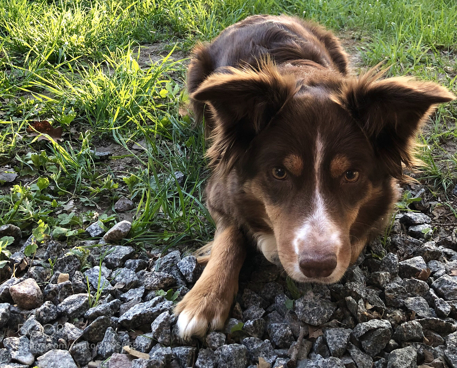 Apple iPhone X sample photo. Dog photography