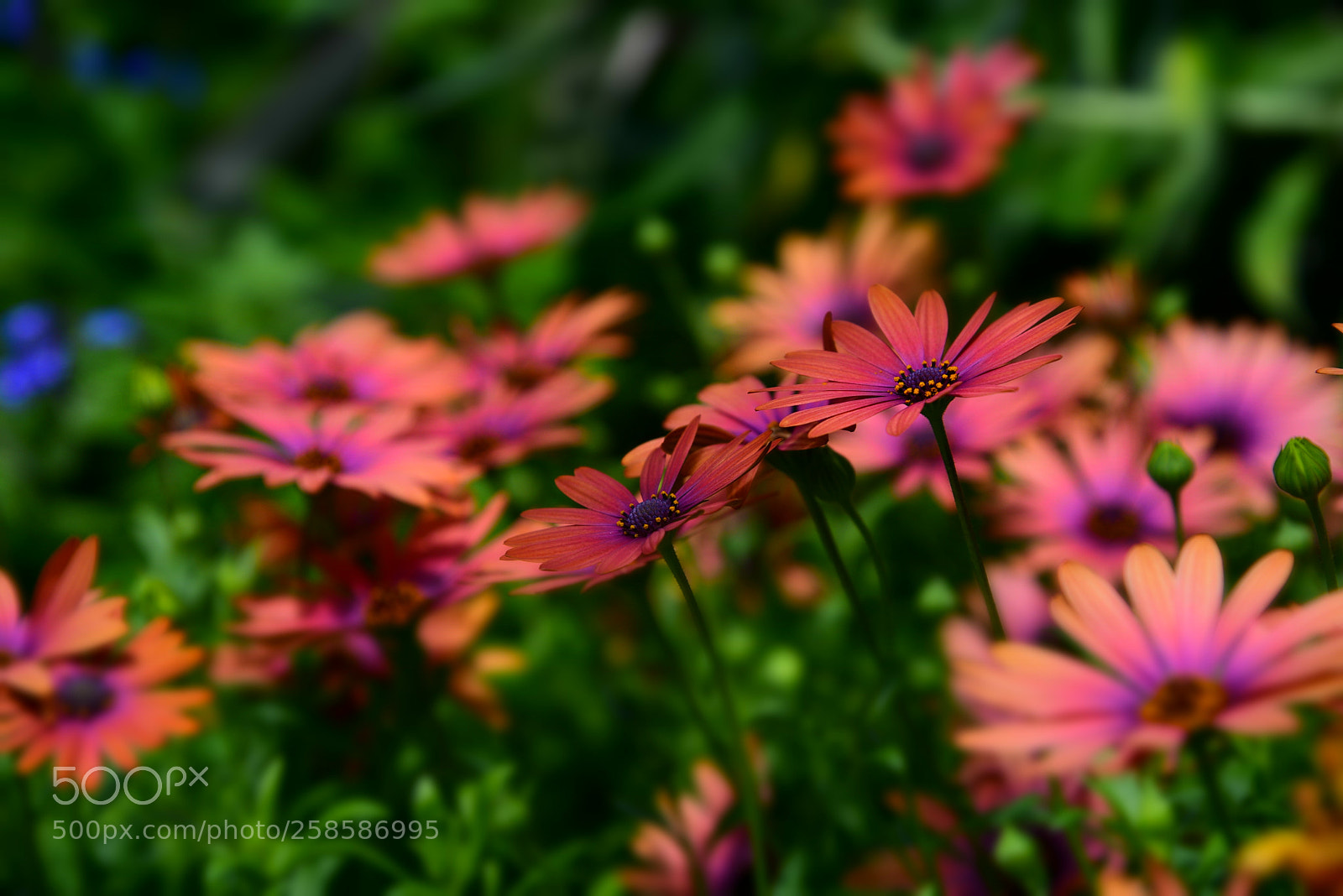 Nikon AF-S Nikkor 24-120mm F4G ED VR sample photo. Spring blooms photography