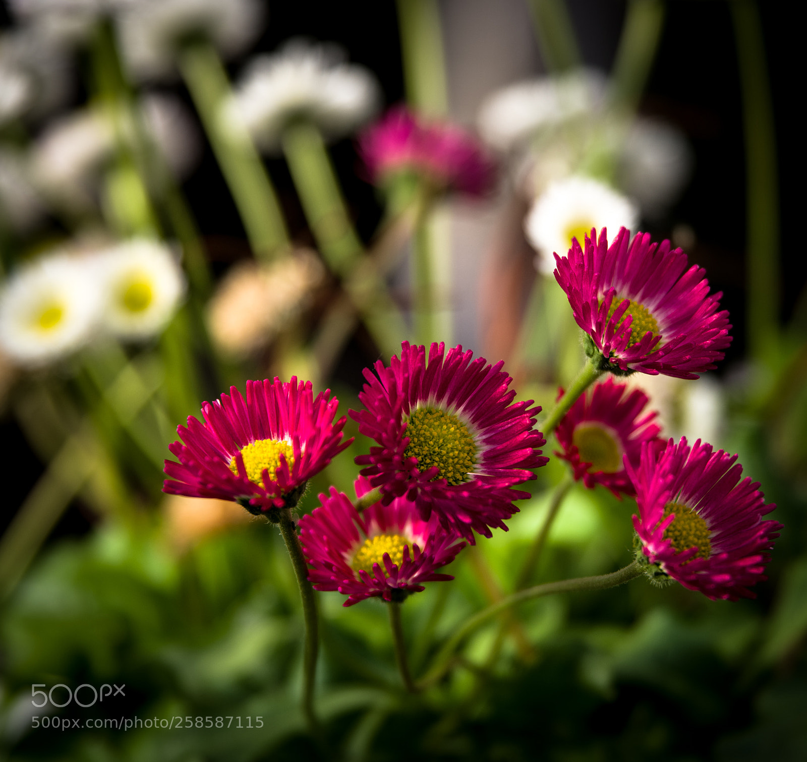 Pentax K-1 sample photo. W+r flowers photography