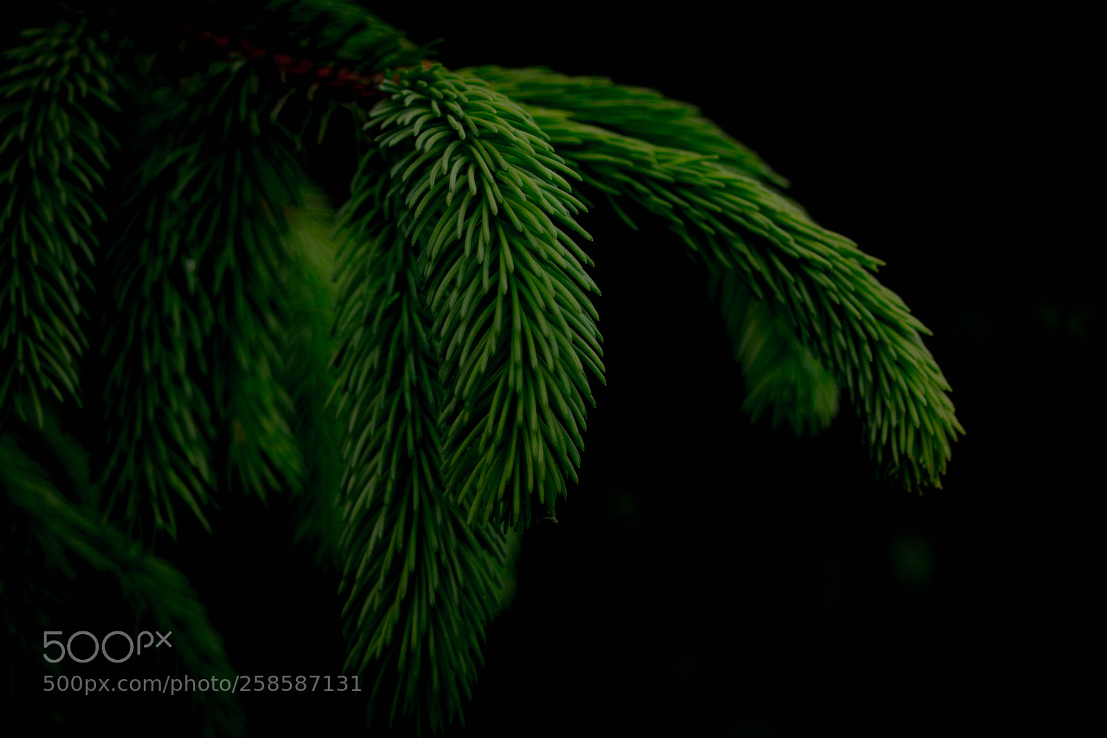 Canon EOS 80D sample photo. Spruce photography