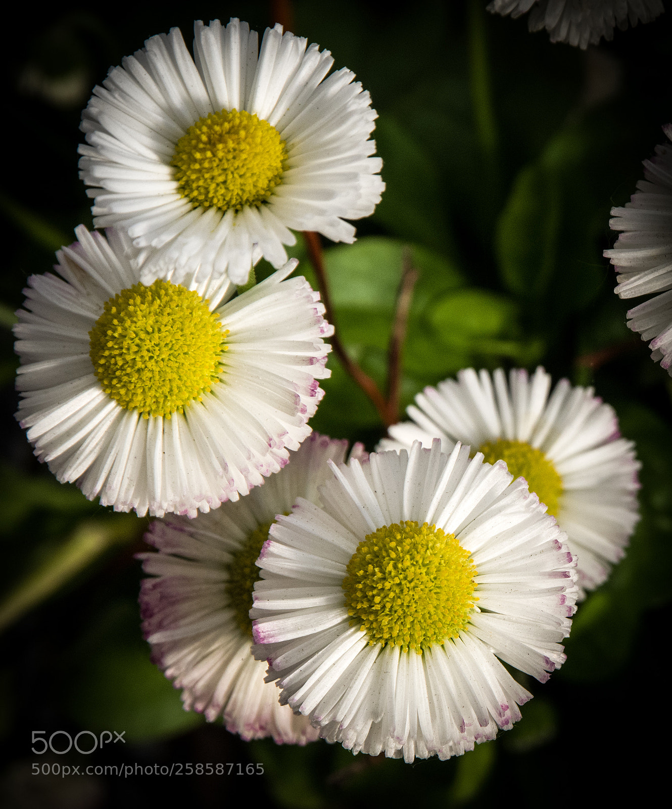 Pentax K-1 sample photo. Close flowers 2 photography