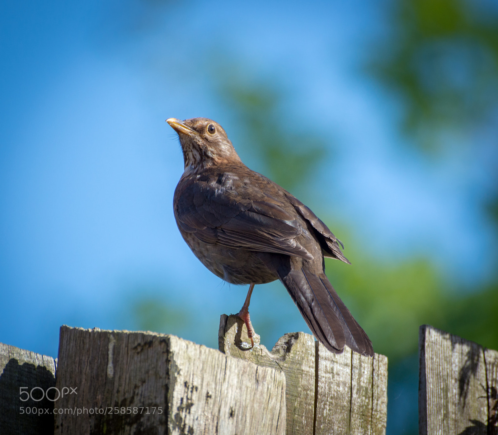 Nikon D3200 sample photo. One legged female blackbird photography