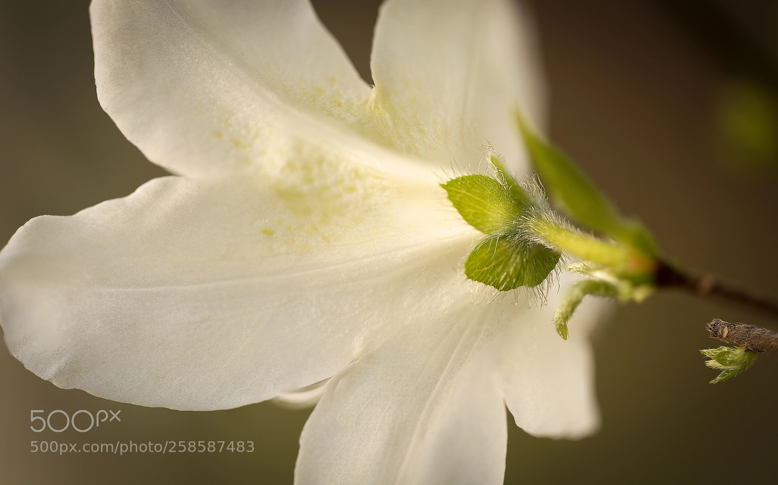 Canon EOS 6D sample photo. Azalea photography