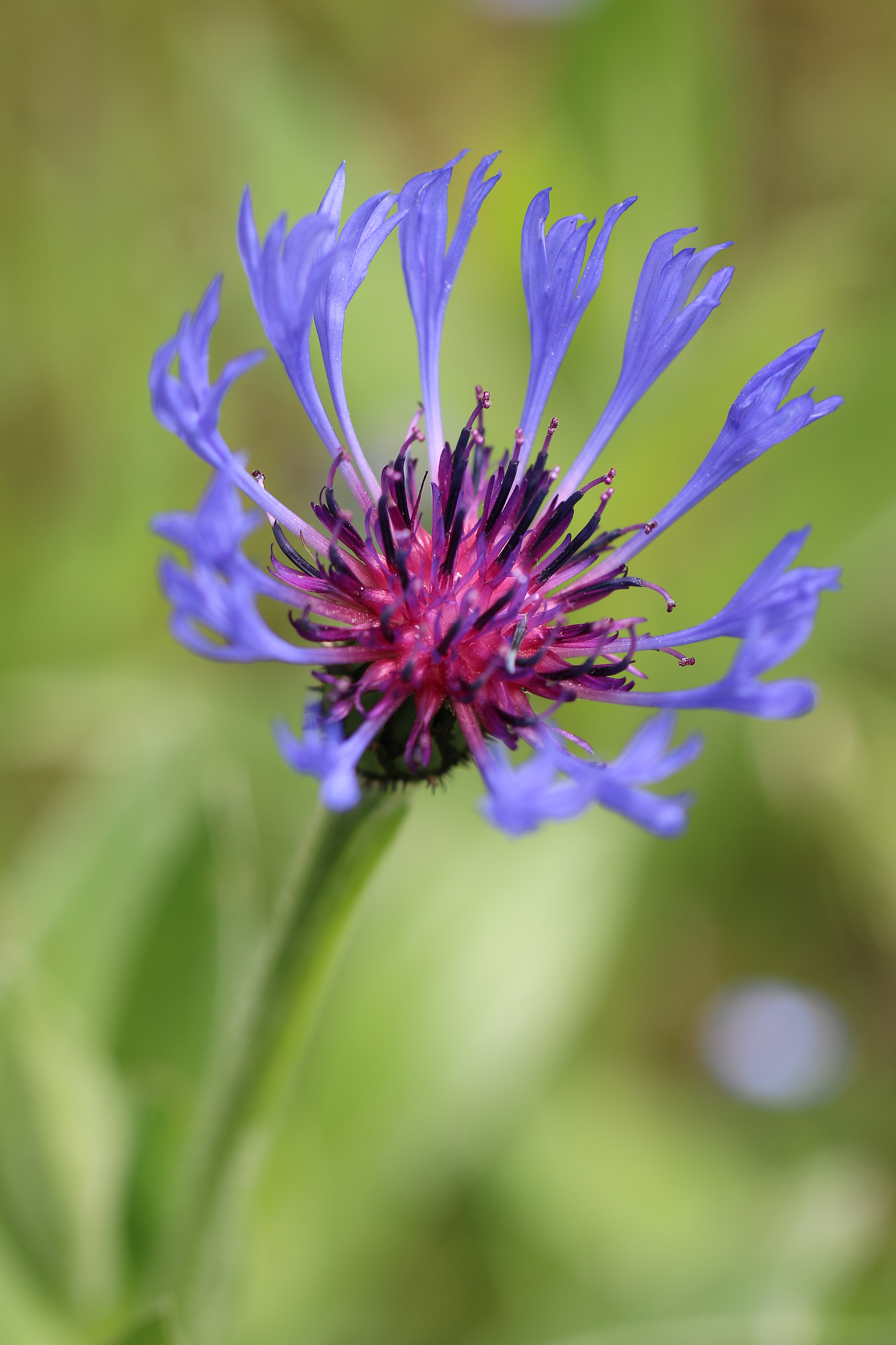 Canon EF 100mm F2.8L Macro IS USM sample photo. Centaurea cyanus photography