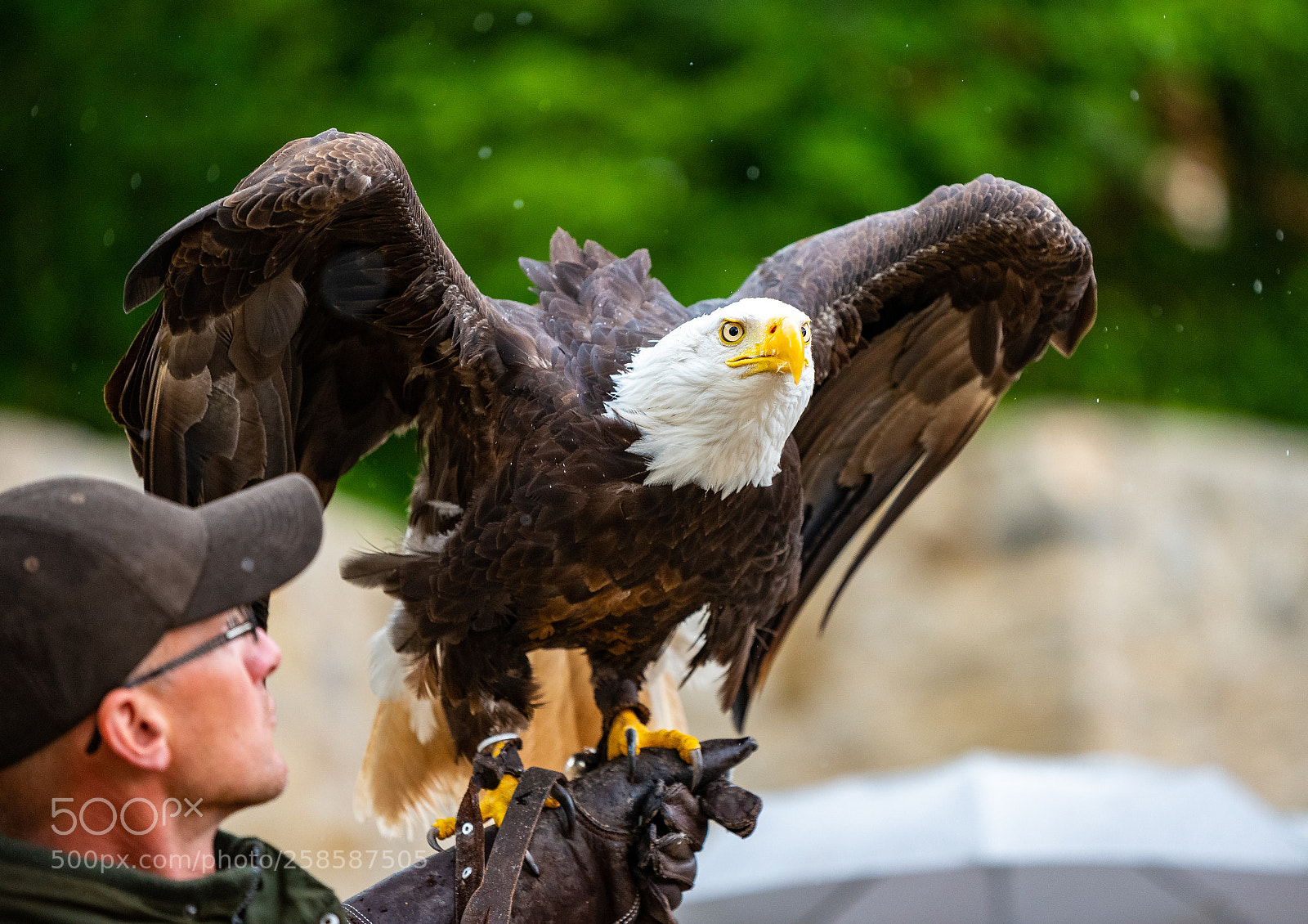 Nikon D750 sample photo. Fly eagle photography