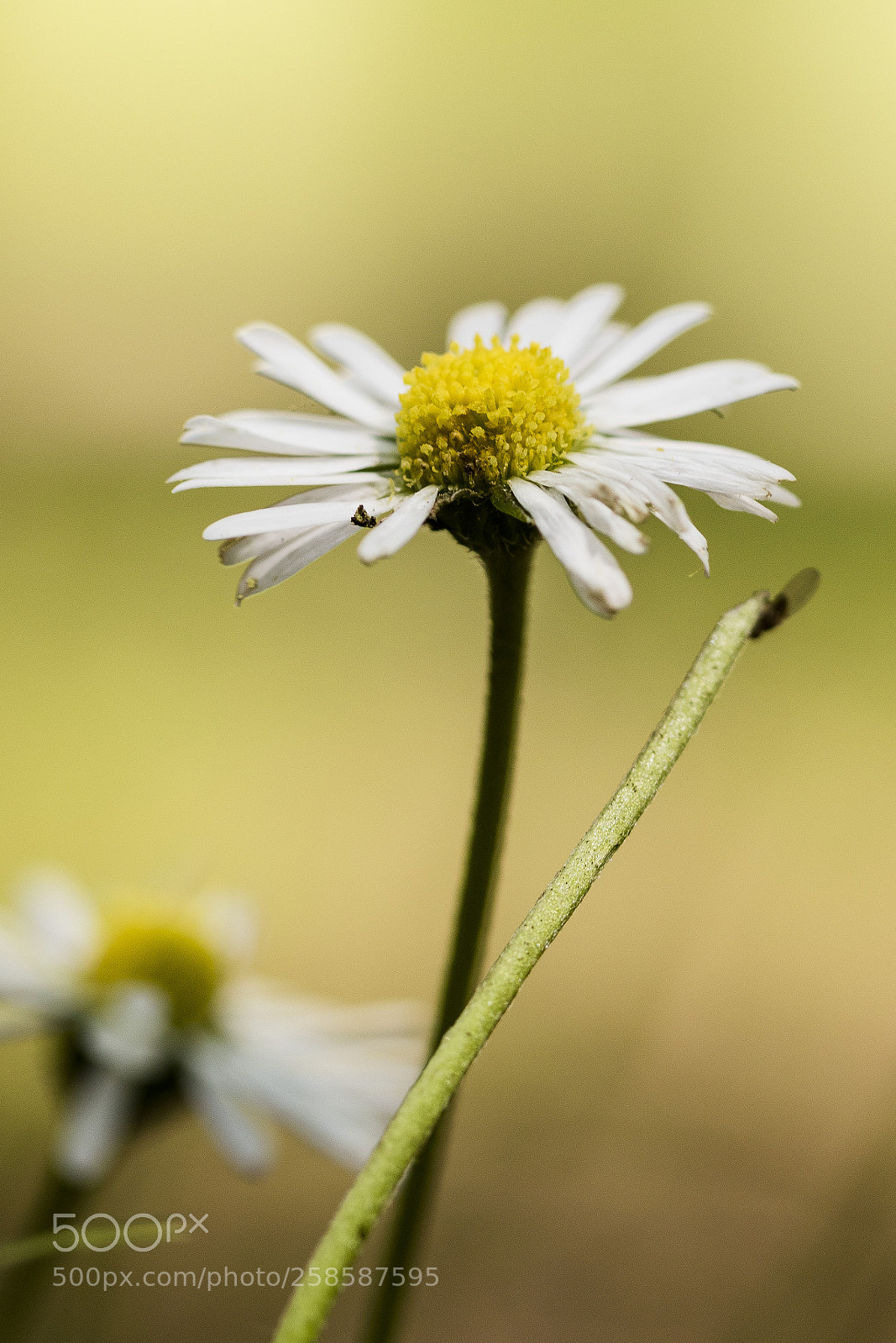 Canon EOS 7D Mark II sample photo. Flower photography