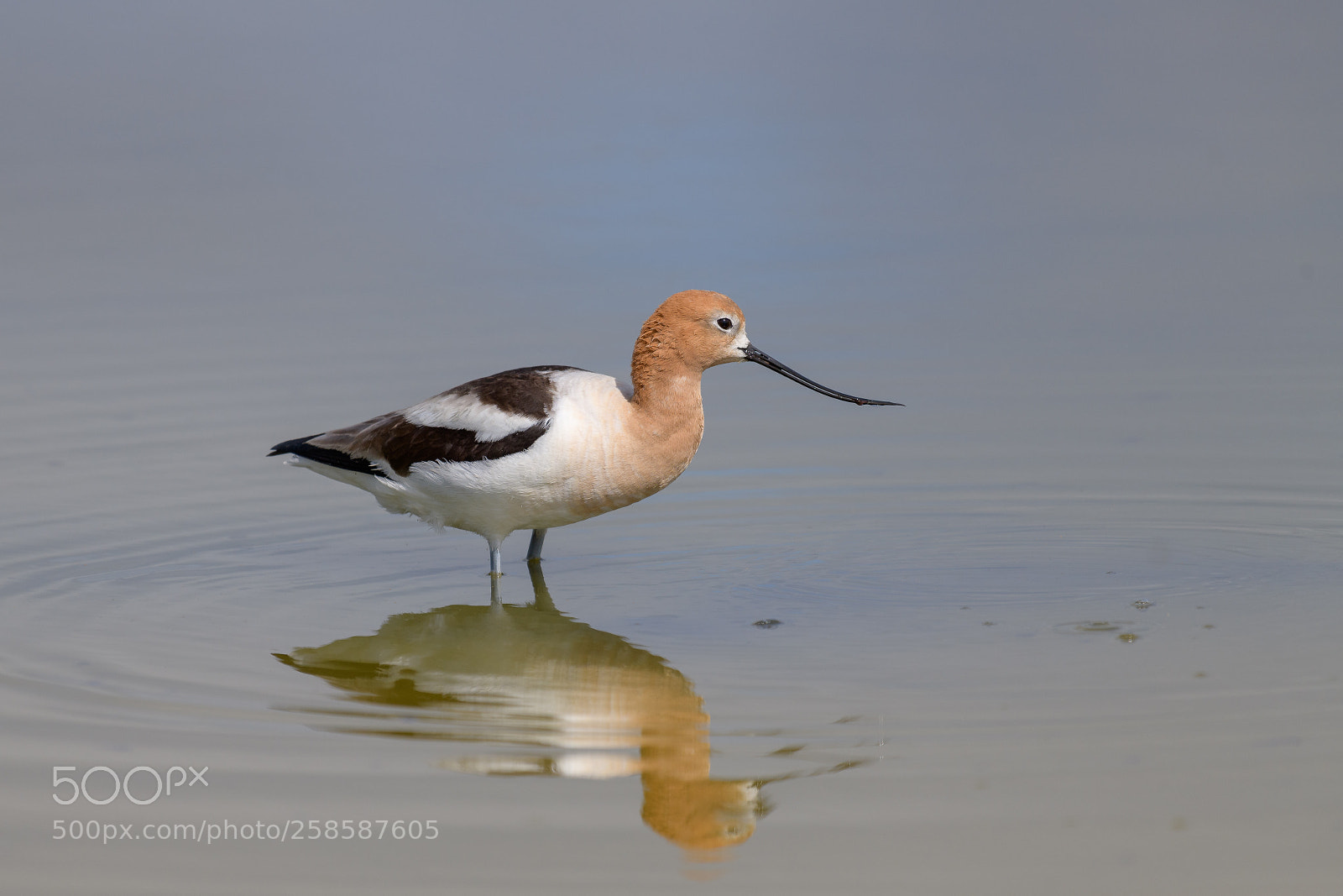 Nikon D850 sample photo. American avocet photography
