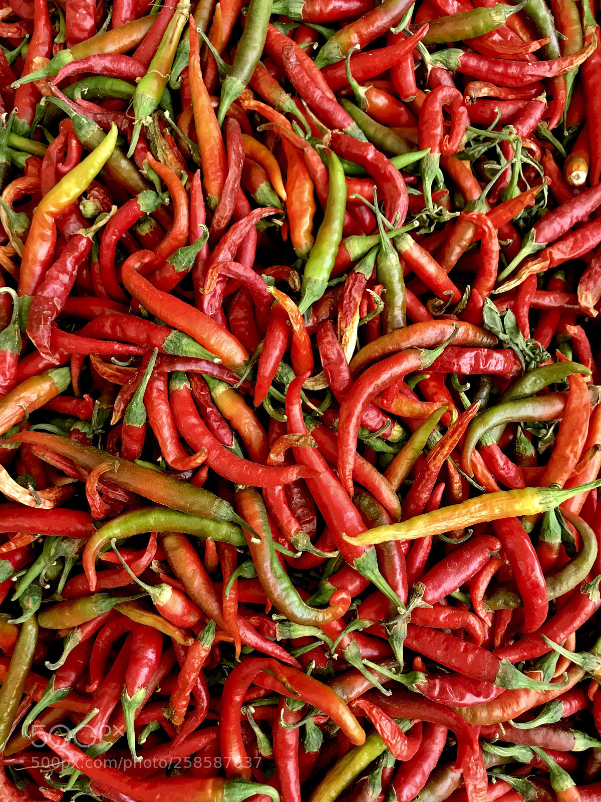 Apple iPhone 7 Plus sample photo. Hot pepper photography
