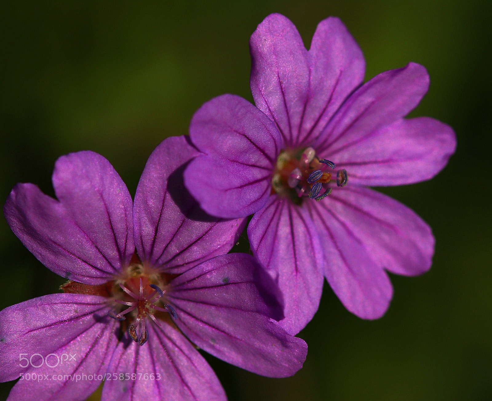 Canon EOS 77D (EOS 9000D / EOS 770D) sample photo. Geranium nodosum photography