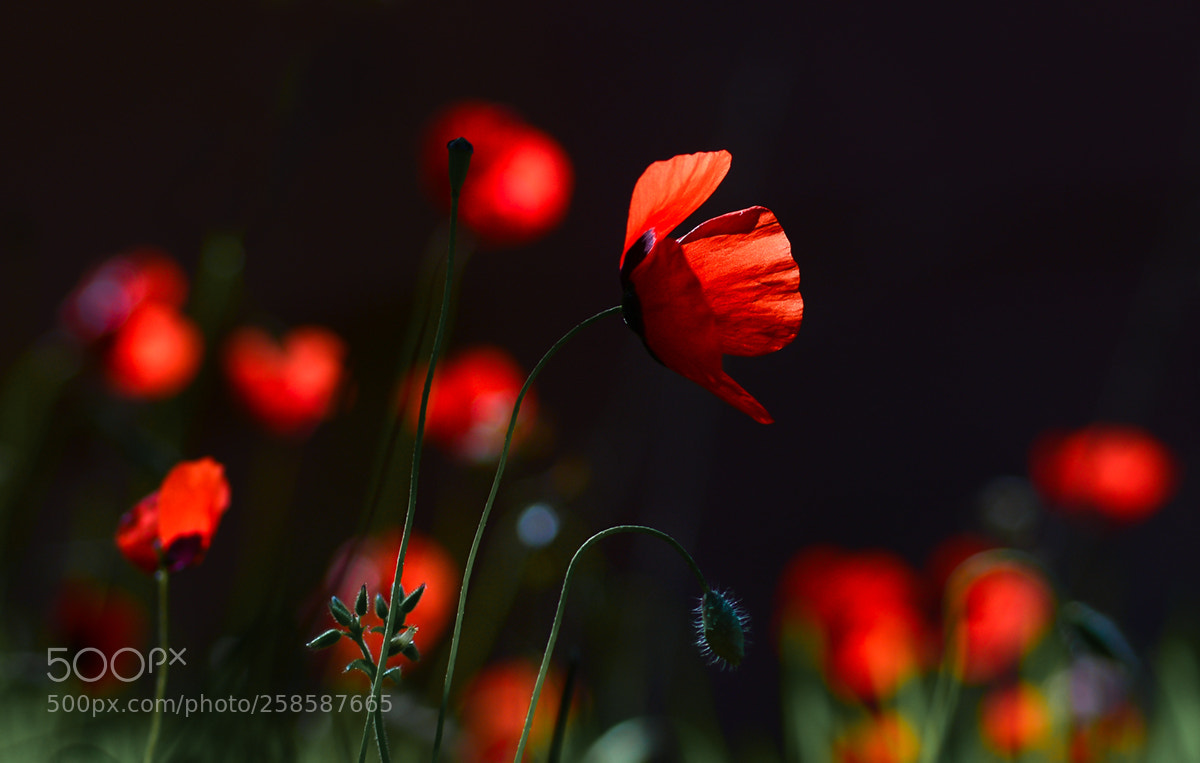 Nikon D7100 sample photo. Gelincik photography