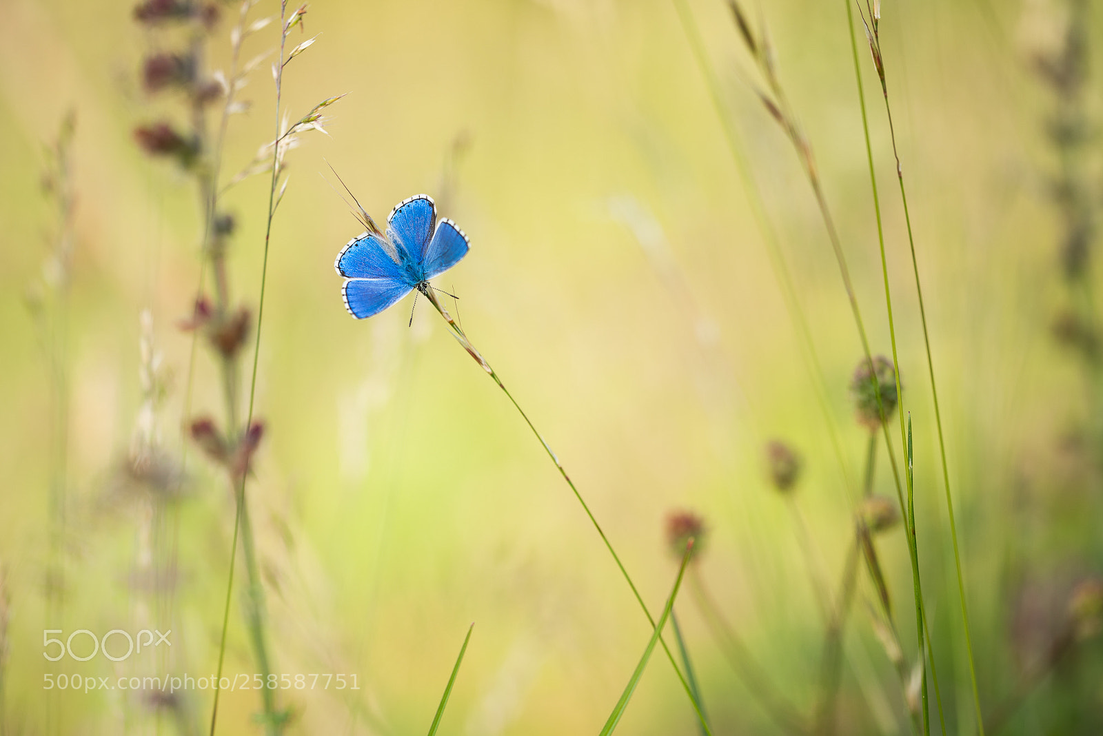 Nikon D750 sample photo. Blue photography