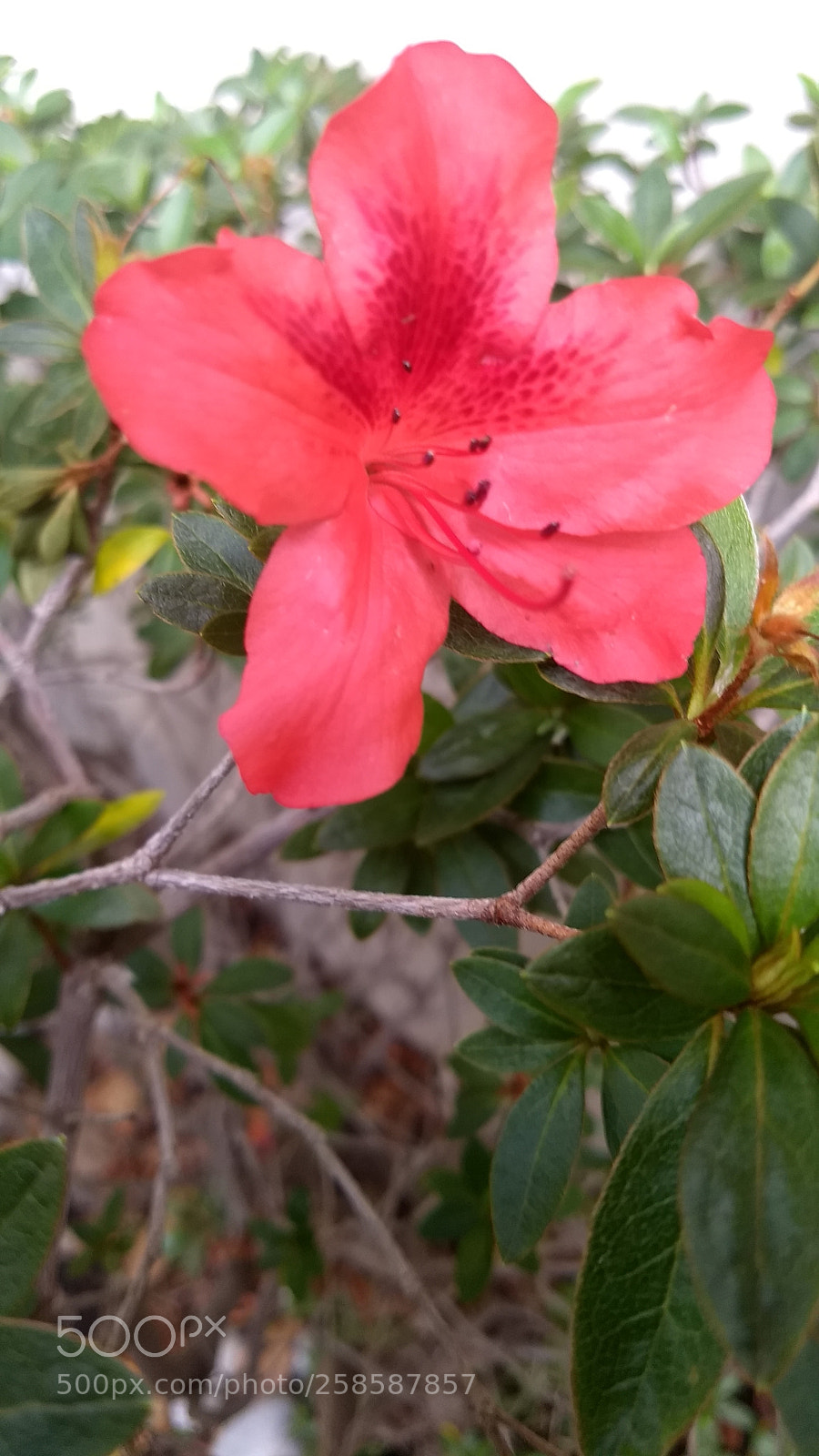 Motorola Moto G (5) Plus sample photo. Untitled photography