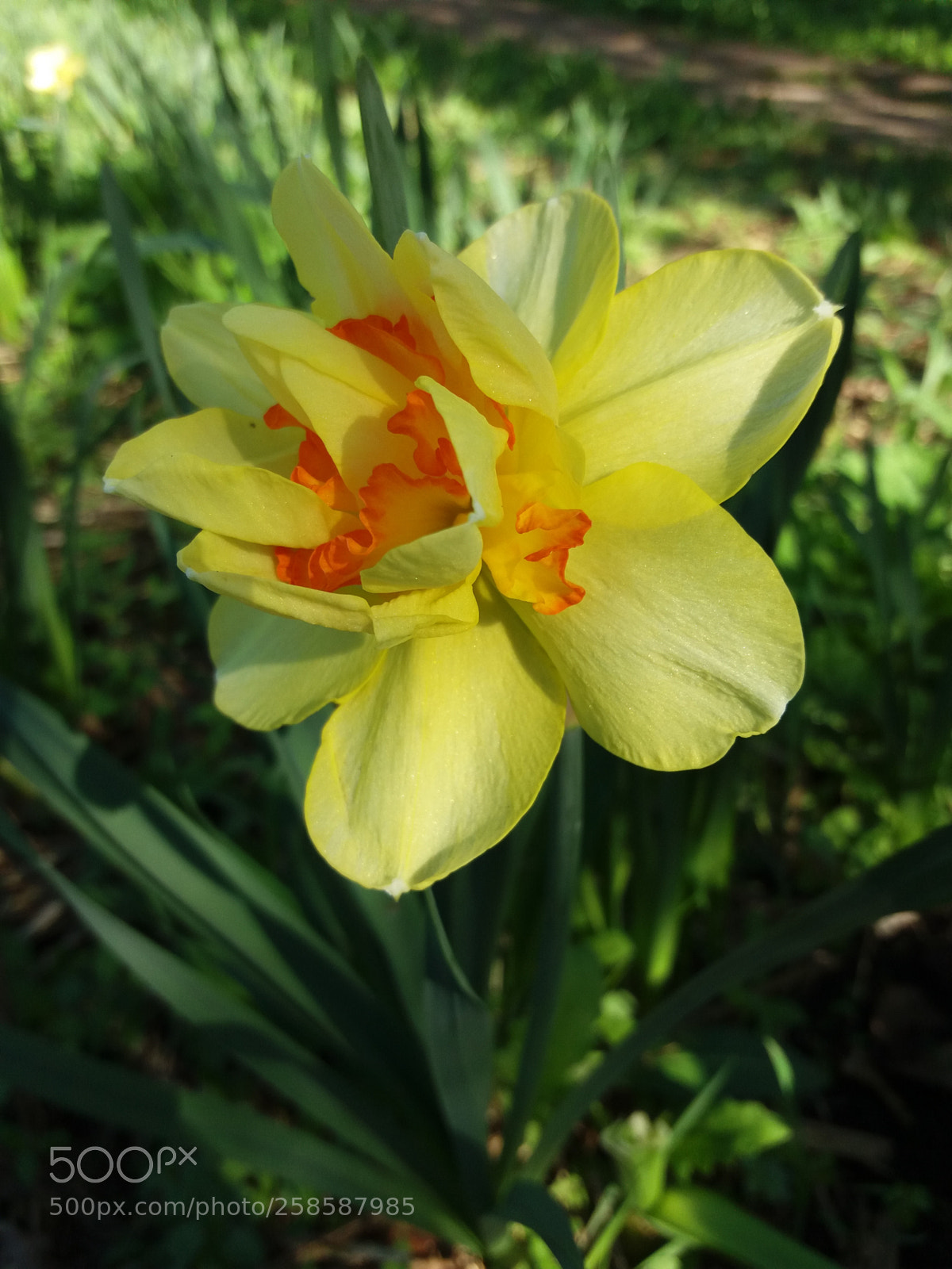 Samsung Galaxy J5(2016) sample photo. Untitled photography