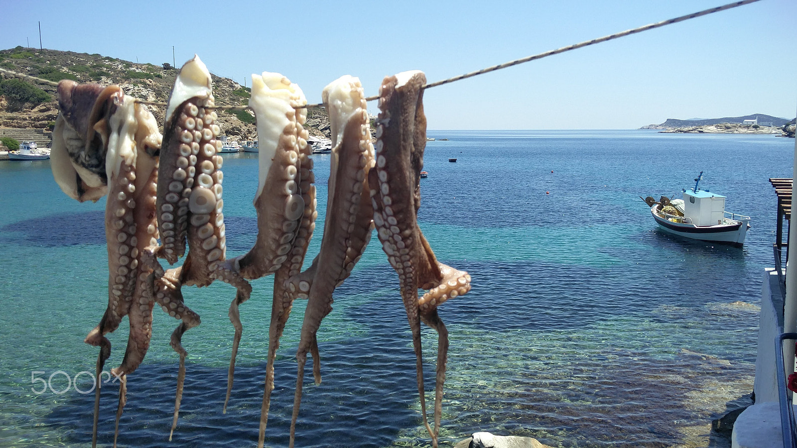 OnePlus 2 sample photo. Octopus drying in the sun photography