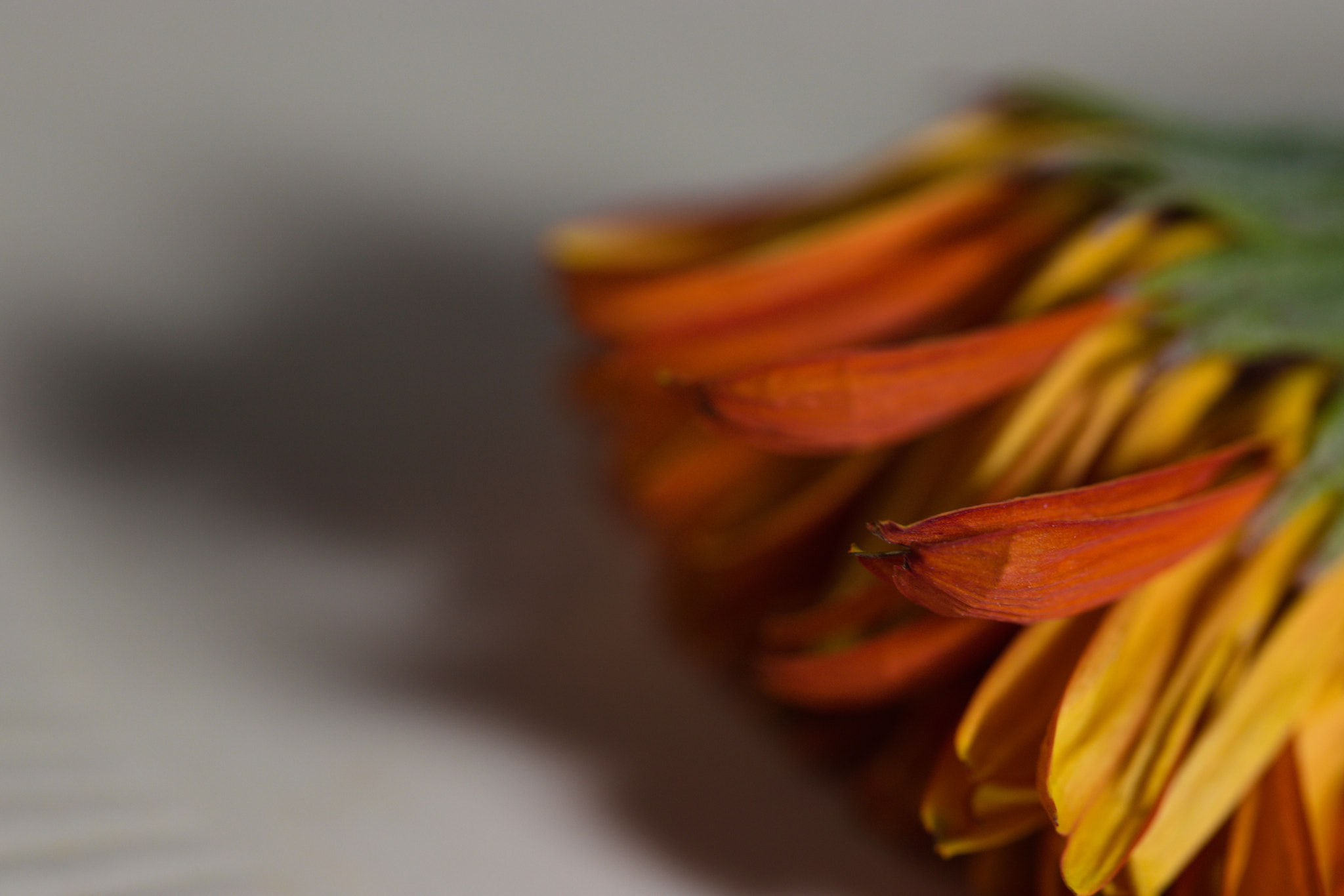 Canon EF 100mm F2.8L Macro IS USM sample photo. What is left behind.. v photography