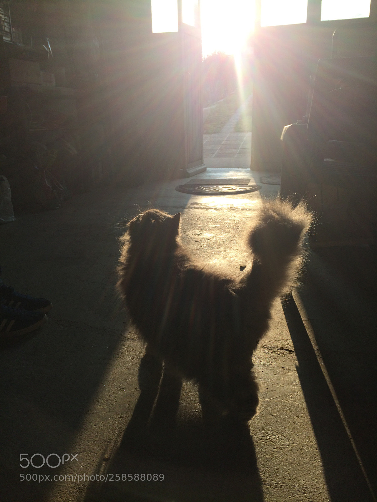 Apple iPhone 5s sample photo. Miaou ! photography