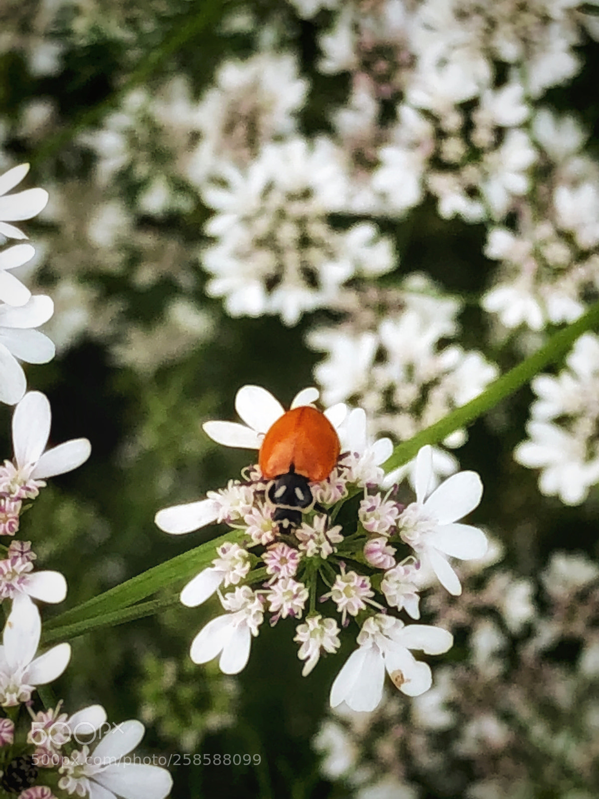 Apple iPhone X sample photo. Lady bug photography