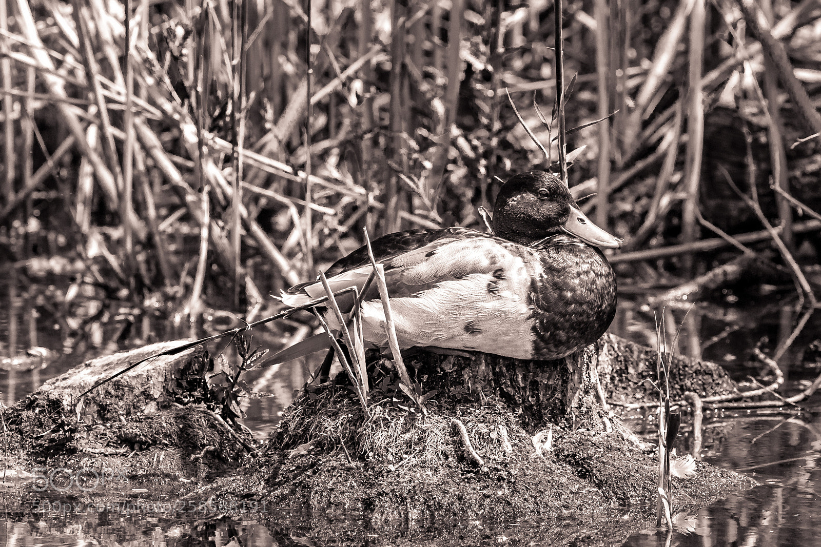 Canon EOS 6D sample photo. Sunbathing duck photography