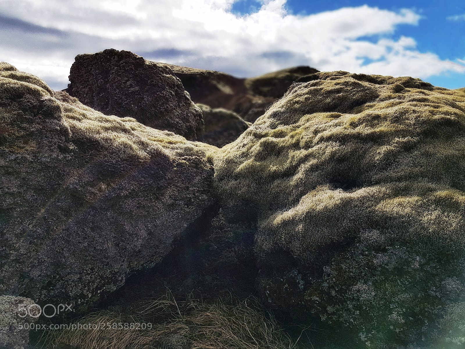 Samsung Galaxy S7 Edge sample photo. Icelandic moss photography