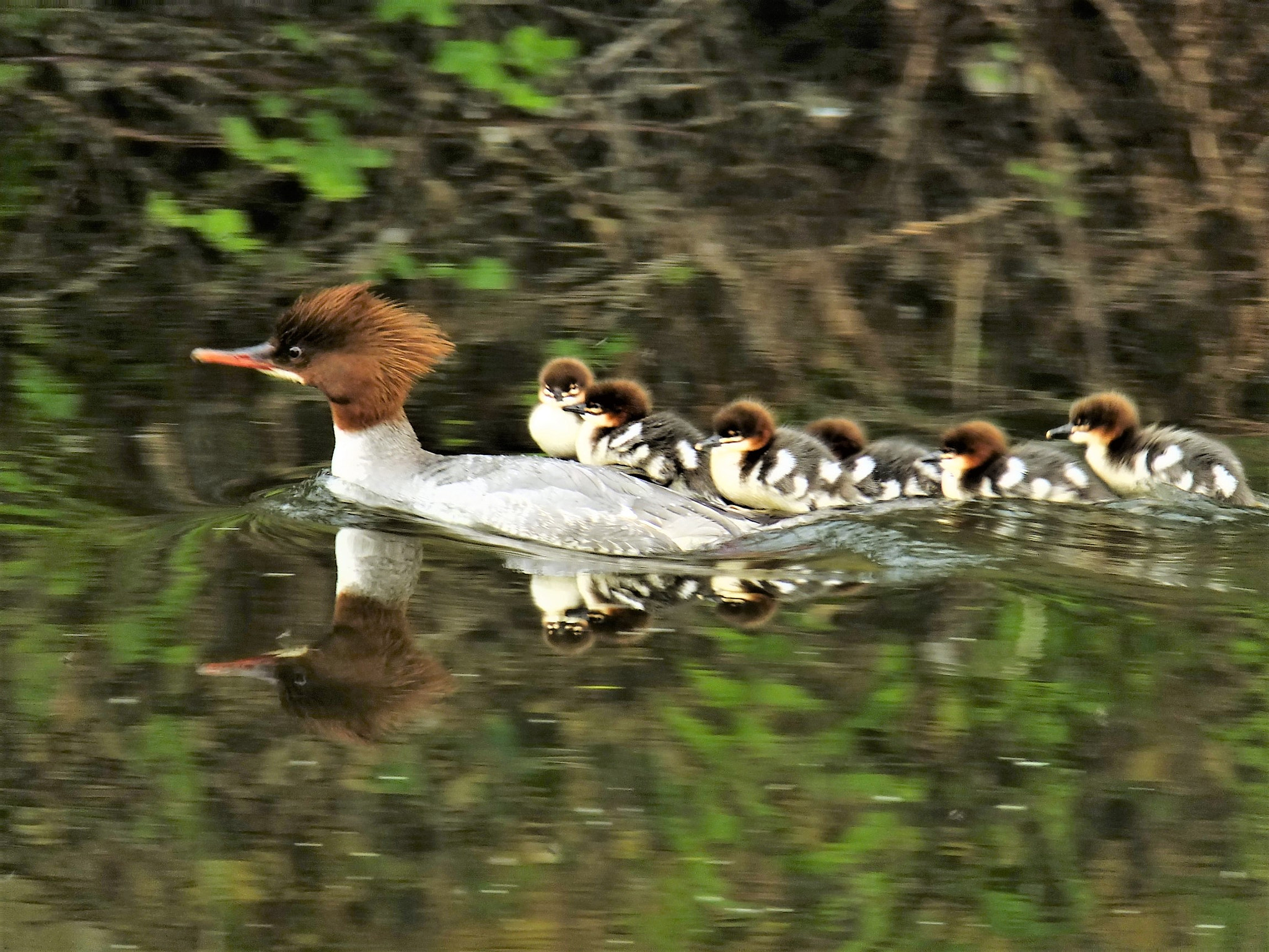 Fujifilm FinePix F770EXR (FinePix F775EXR) sample photo. Goosander and brood of ducklings photography