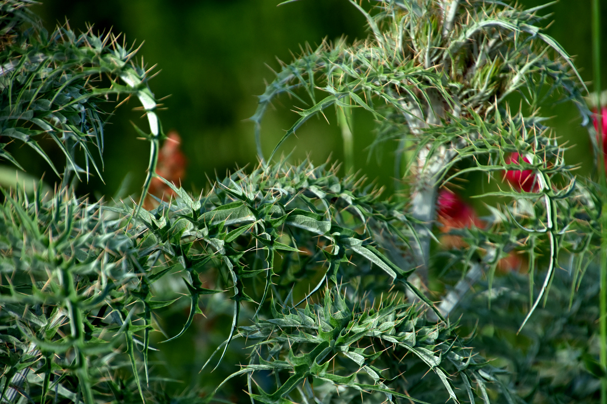 Nikon D7200 sample photo. Arabeschi della natura photography