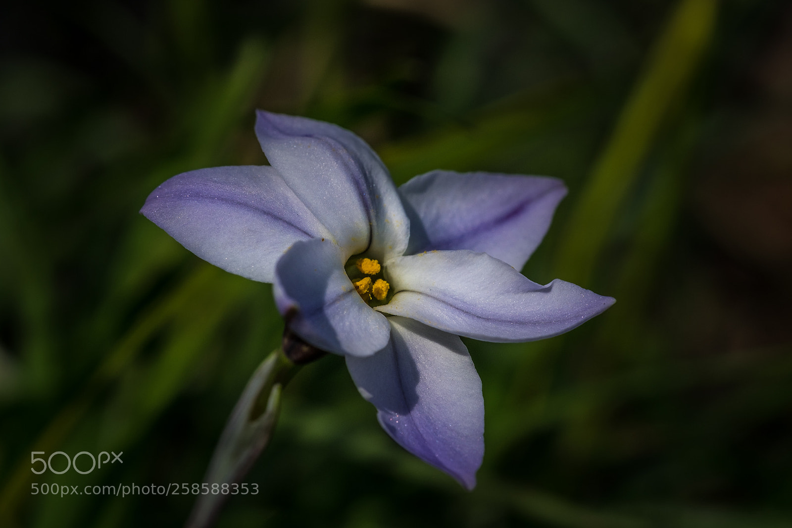 Fujifilm X-T1 sample photo. Fr hlings sternblume ipheion photography
