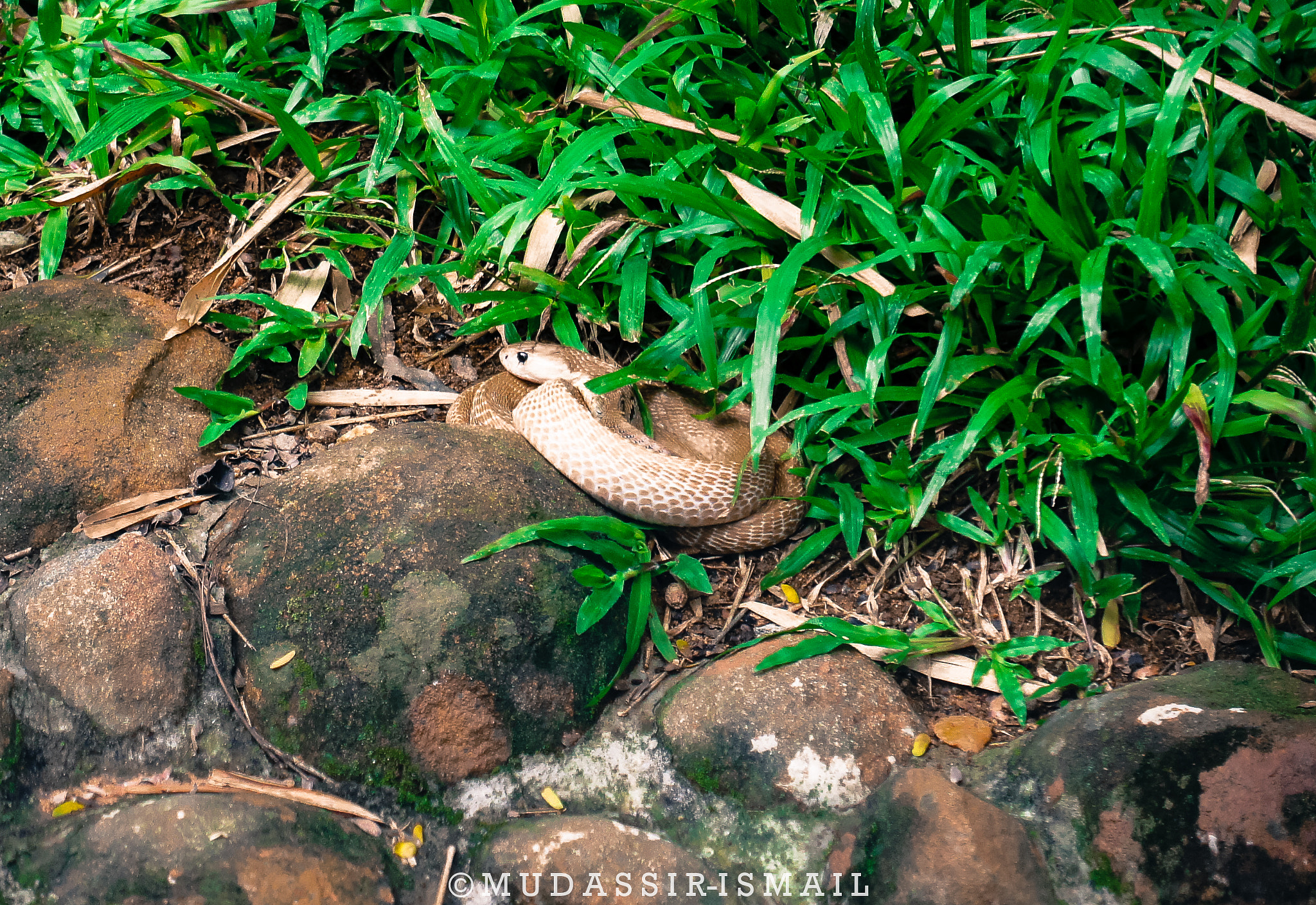 Sony Alpha NEX-3 sample photo. Snake photography