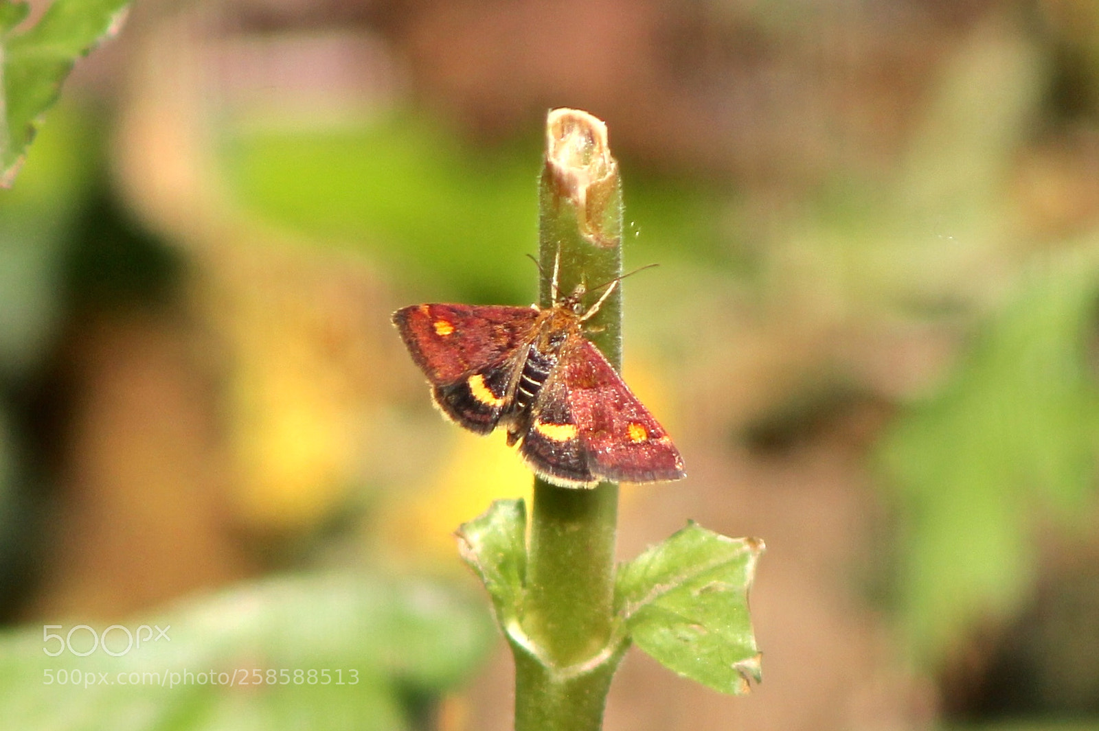 Canon EOS 1100D (EOS Rebel T3 / EOS Kiss X50) sample photo. Pyrausta aurata photography