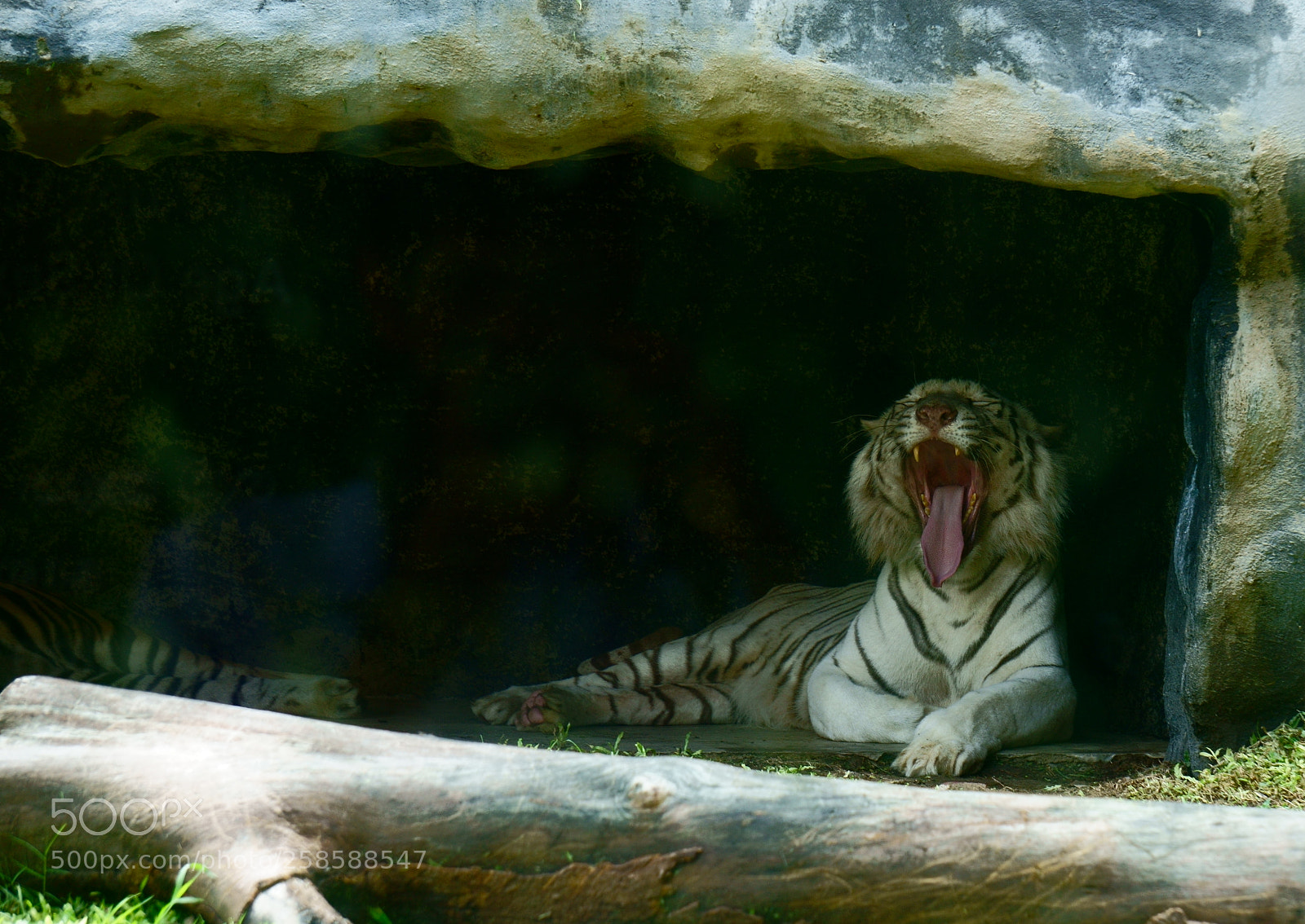 Sony a6000 sample photo. White tiger yawning photography