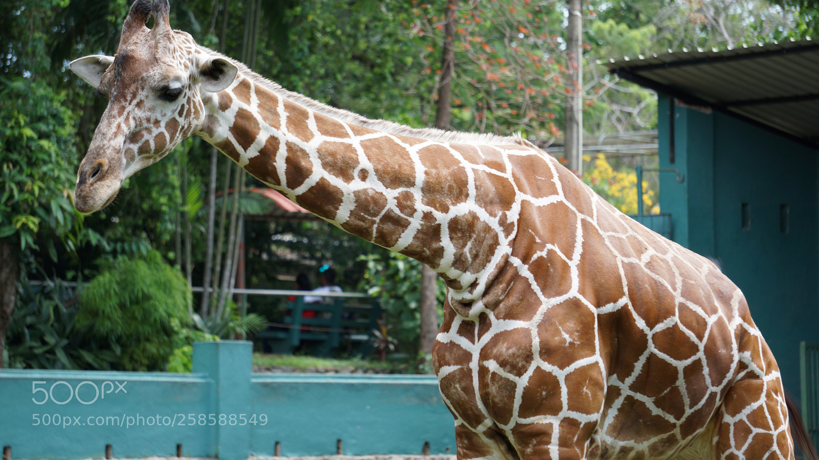 Sony a6000 sample photo. Giraffe at zoo photography