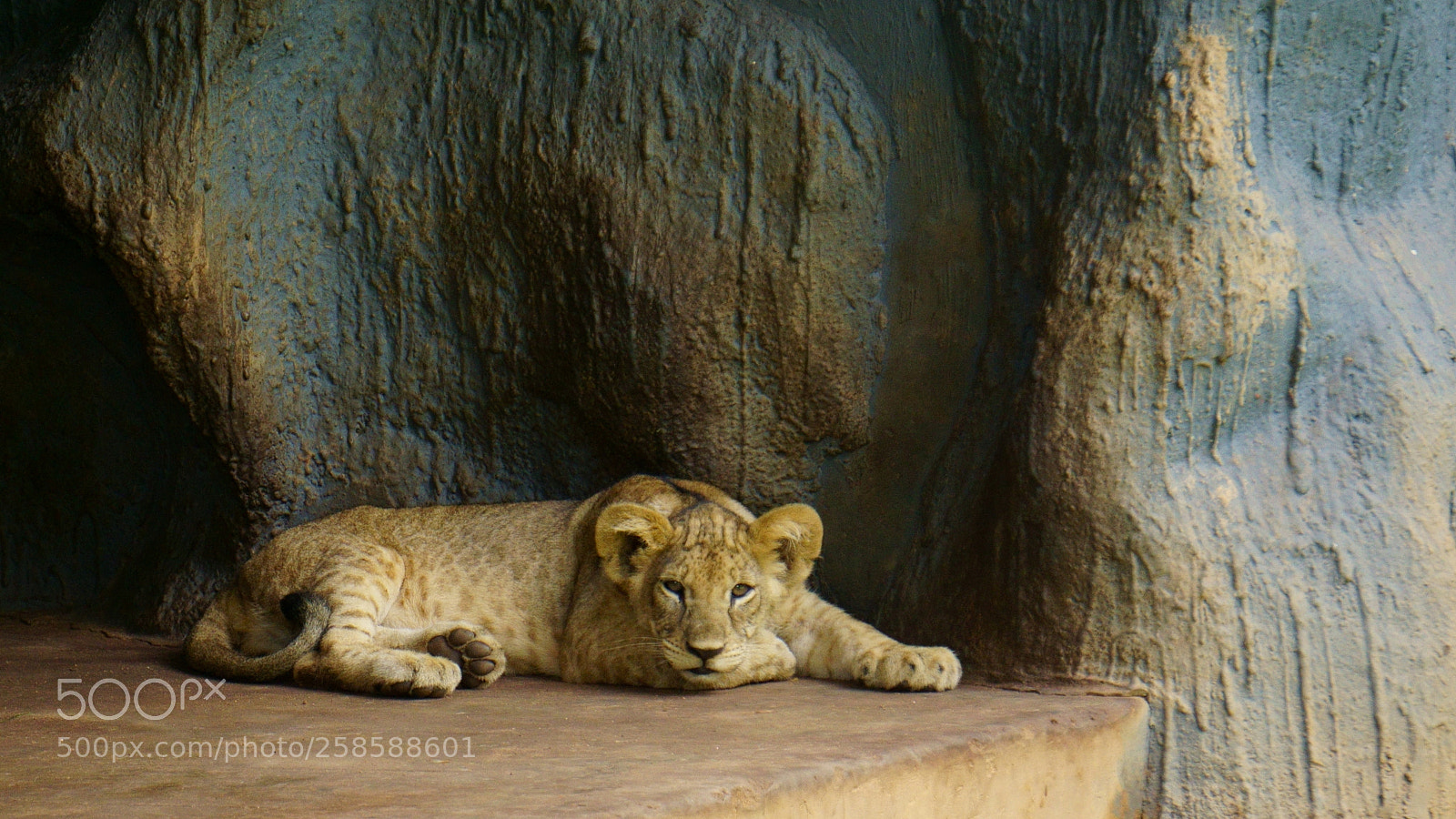 Sony a6000 sample photo. Cute lion cub... photography