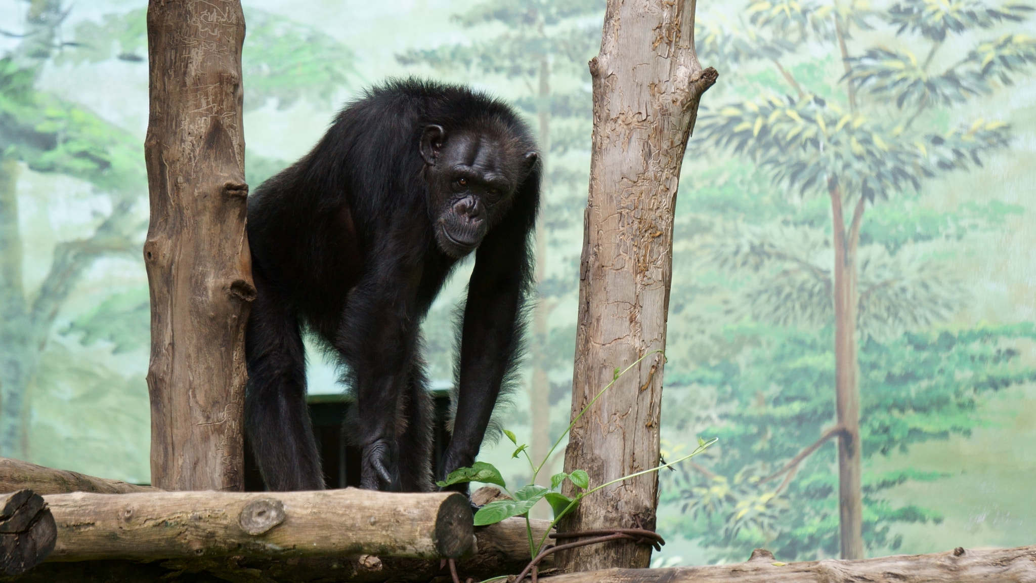 Sony FE 24-240mm F3.5-6.3 OSS sample photo. Cute gorilla at zoo photography