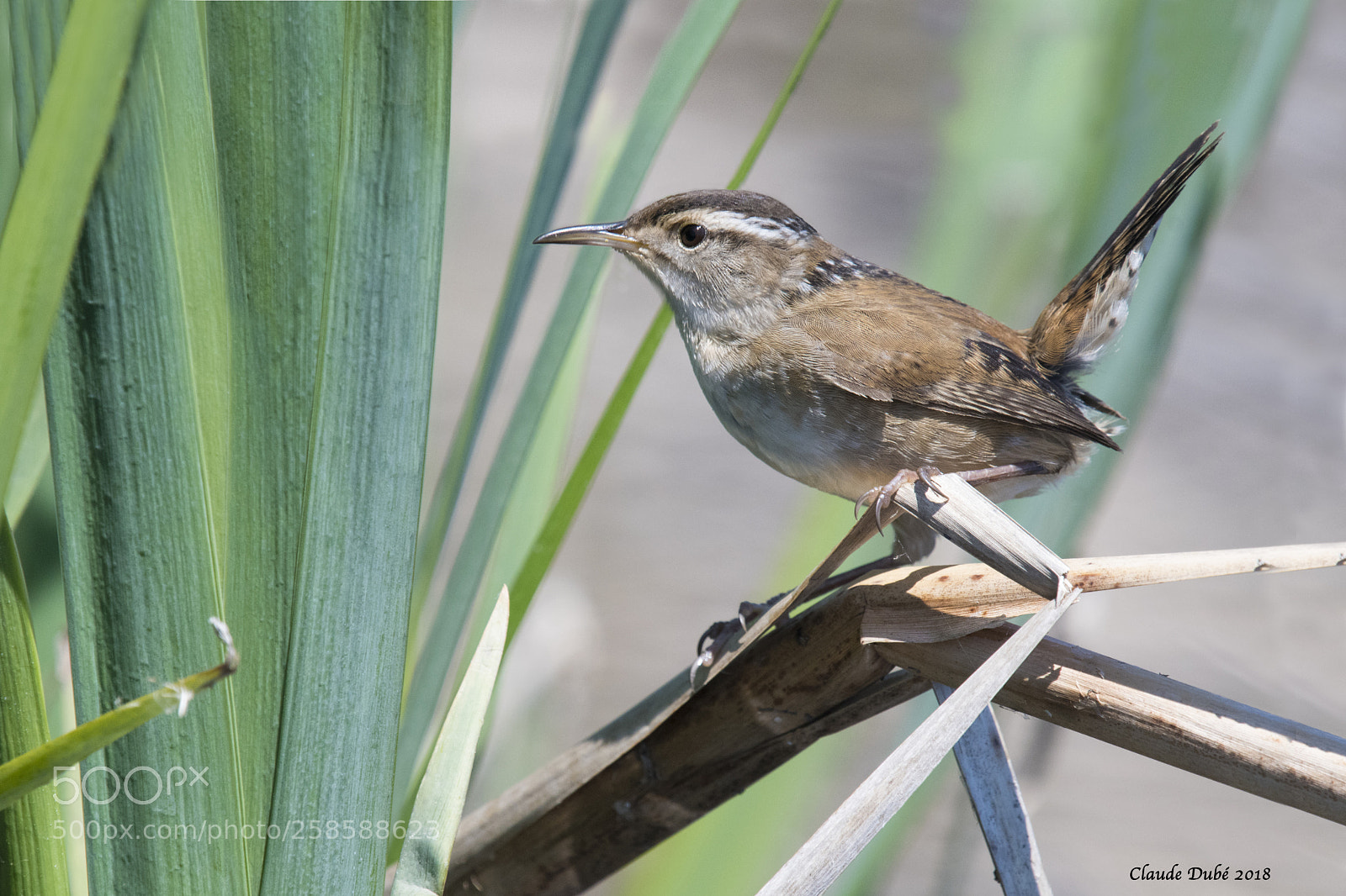 Nikon D500 sample photo. Troglodyte des marais marsh photography
