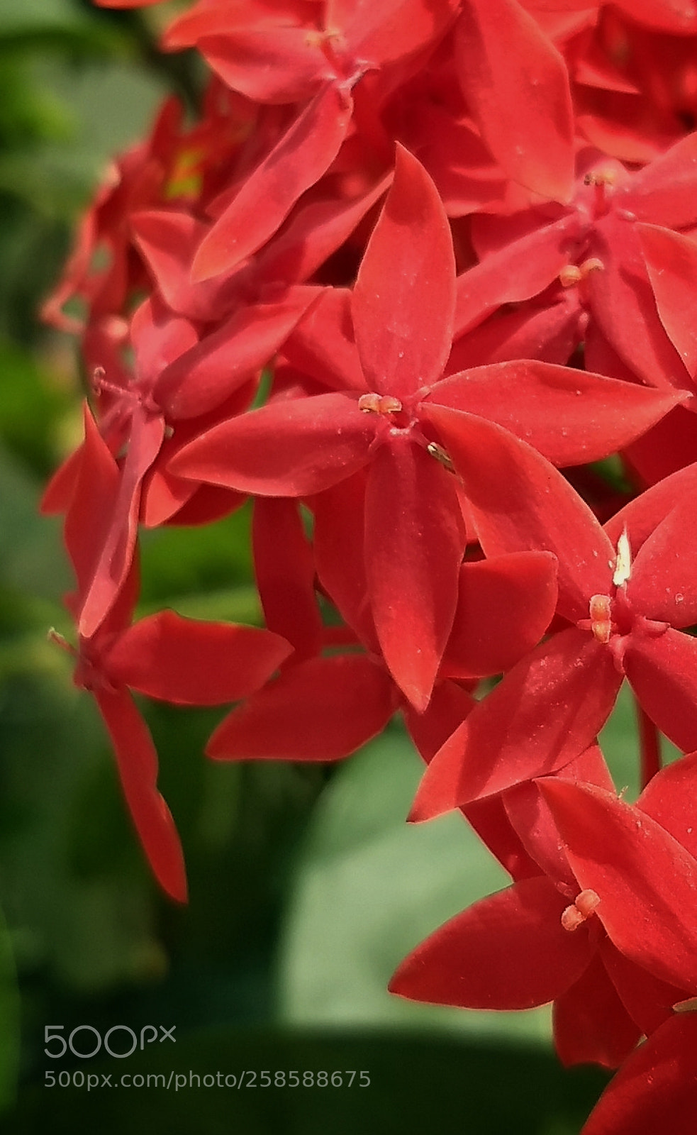 Motorola Moto G (5) Plus sample photo. Garden flowers photography