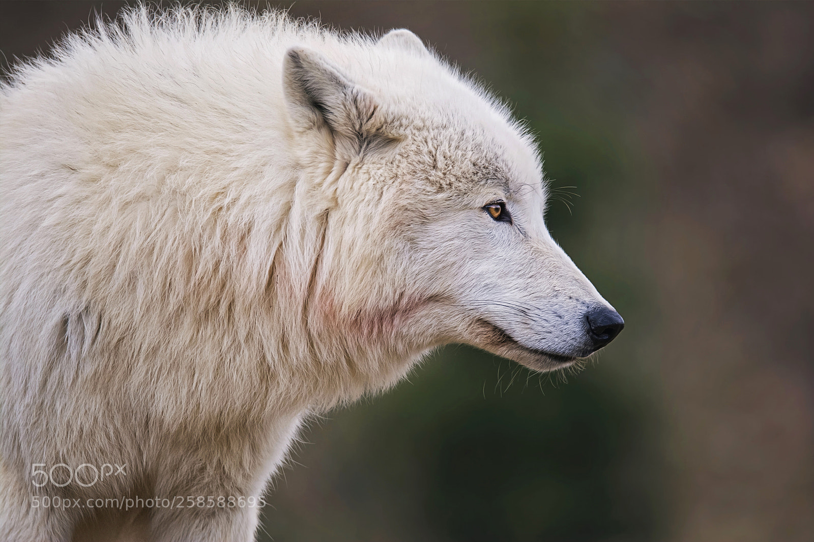 Nikon D7100 sample photo. Arctic wolf photography