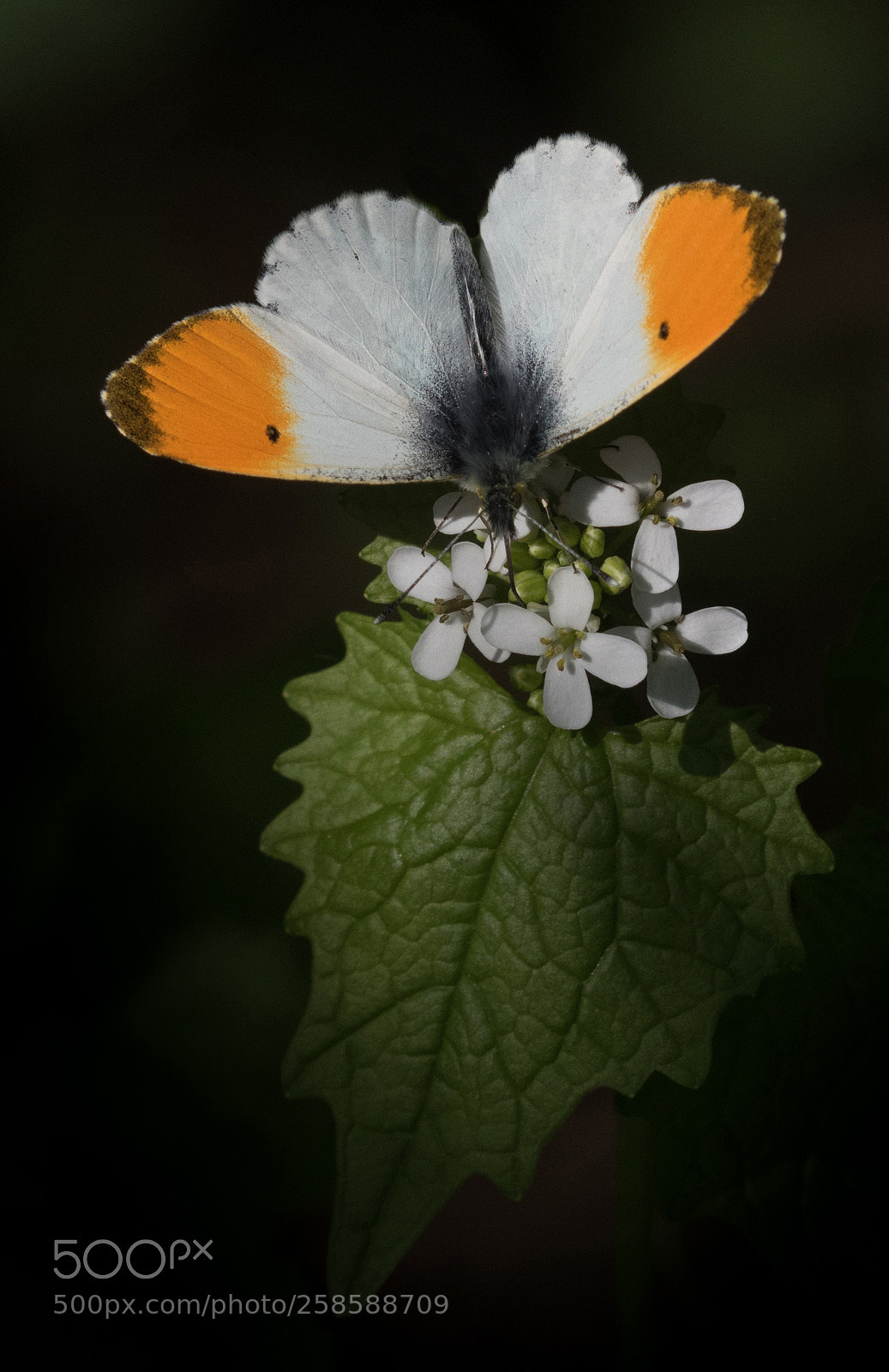 Nikon D5600 sample photo. Orangetip as a jewel photography