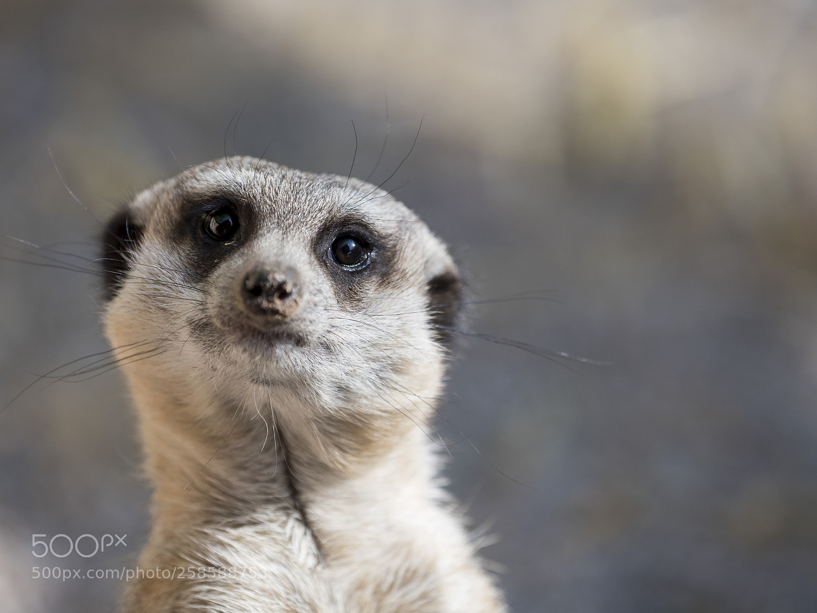 Olympus OM-D E-M1 Mark II sample photo. Funny looking meerkat photography