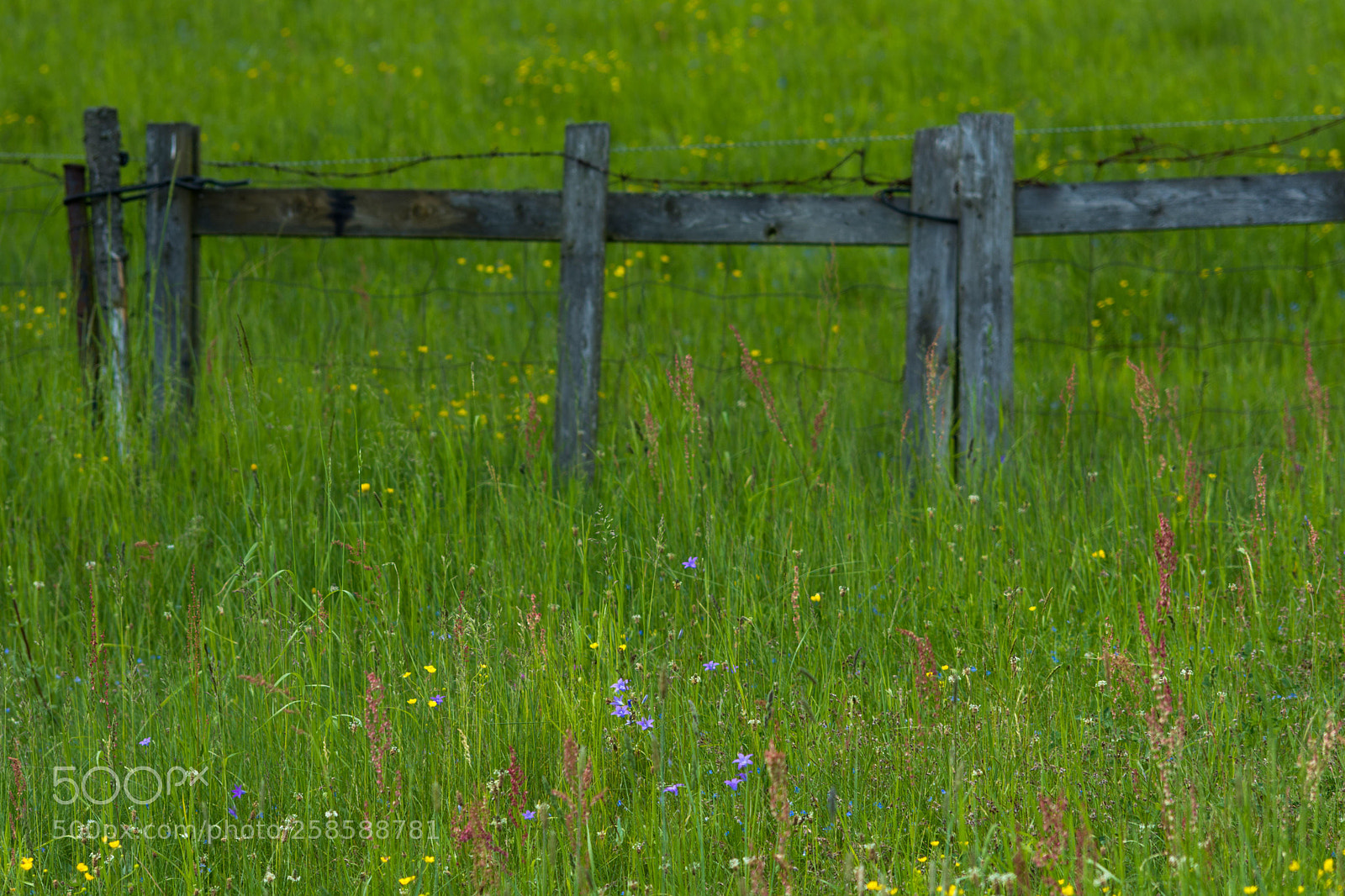 Nikon D7200 sample photo. Before the fence photography