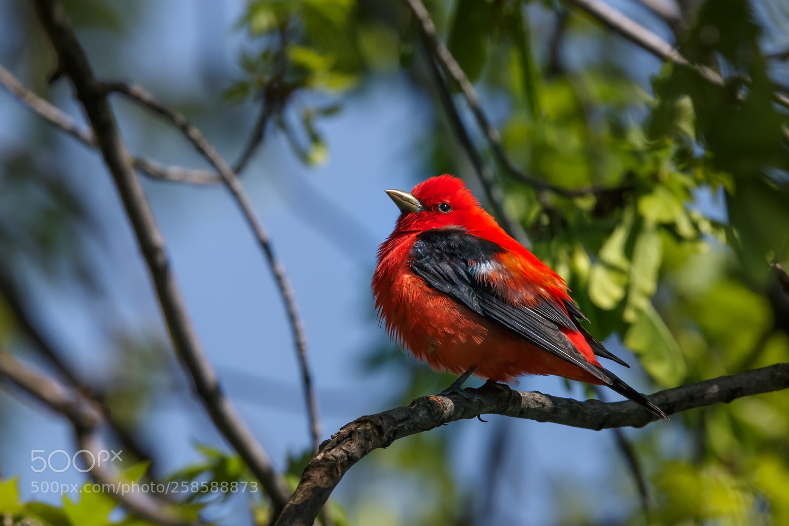 Canon EOS 6D sample photo. Scarlet tanager photography