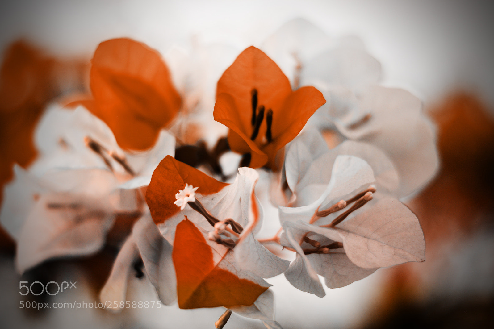 Nikon D5200 sample photo. Leaf photography