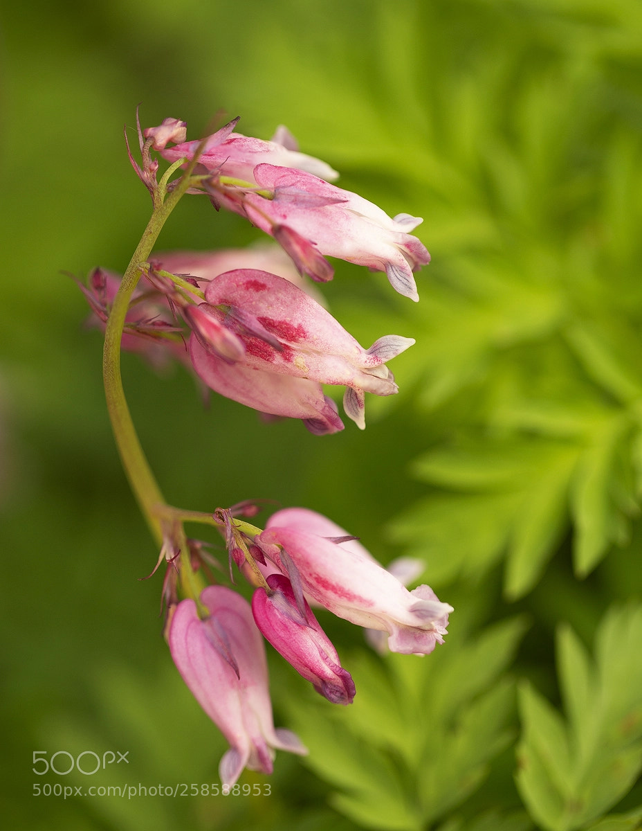 Canon EOS 6D sample photo. Bleeding hearts photography