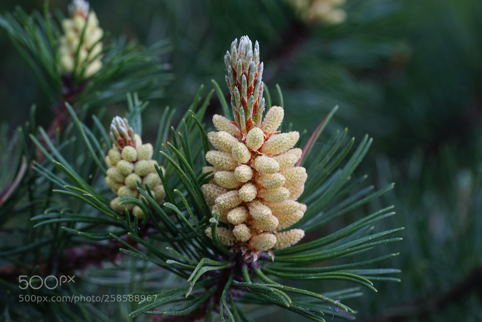 Sony a7R sample photo. Dsc photography