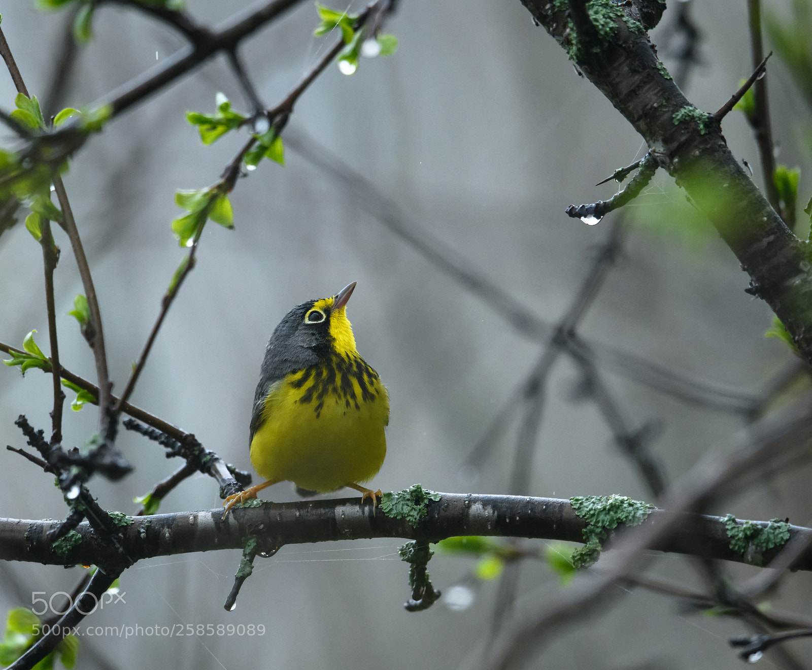 Nikon D850 sample photo. Canada warbler in the photography