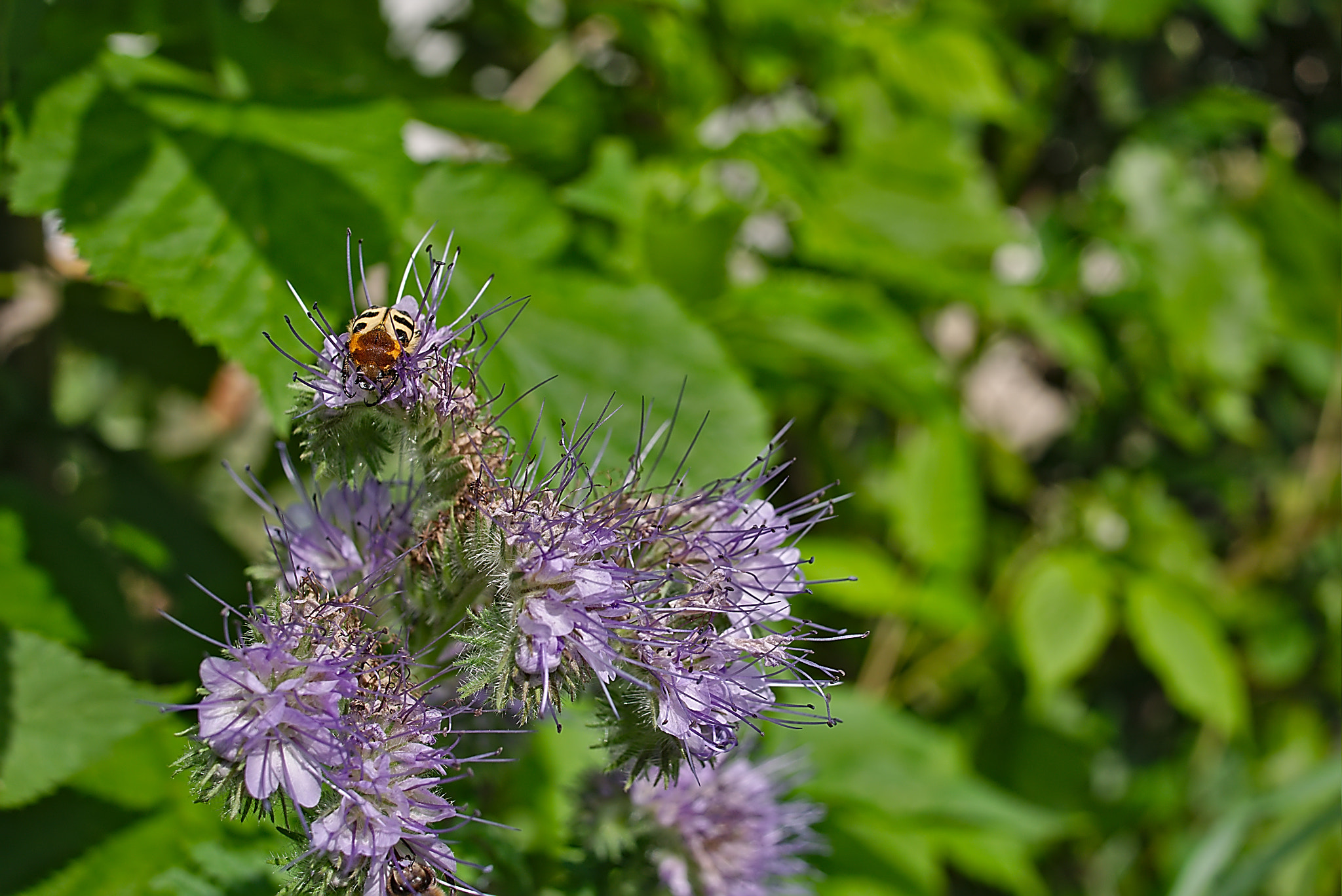 Panasonic Lumix DMC-GM1 sample photo. 2018 05 19 50 trichius fasciatus.jpg photography