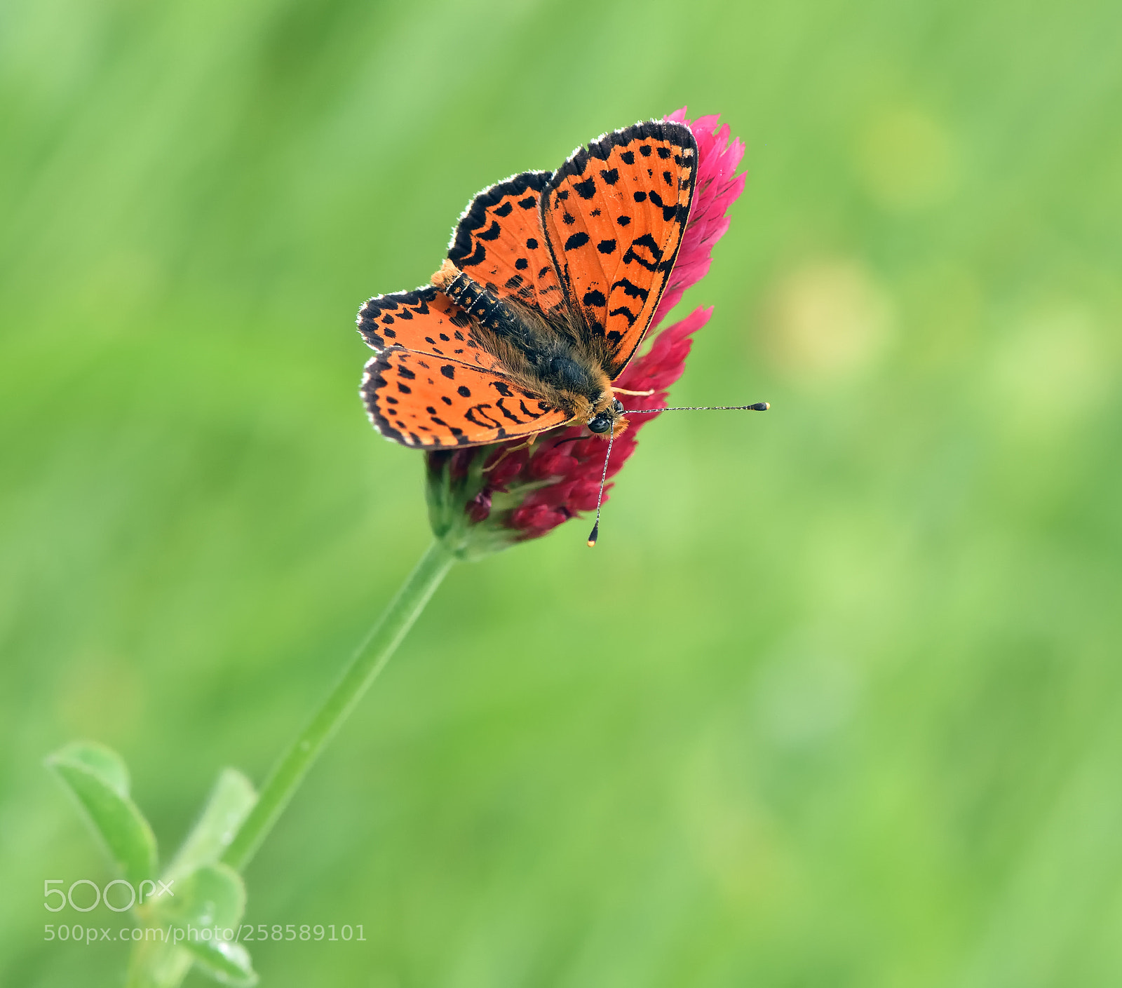 Nikon D7200 sample photo. Orange on red photography