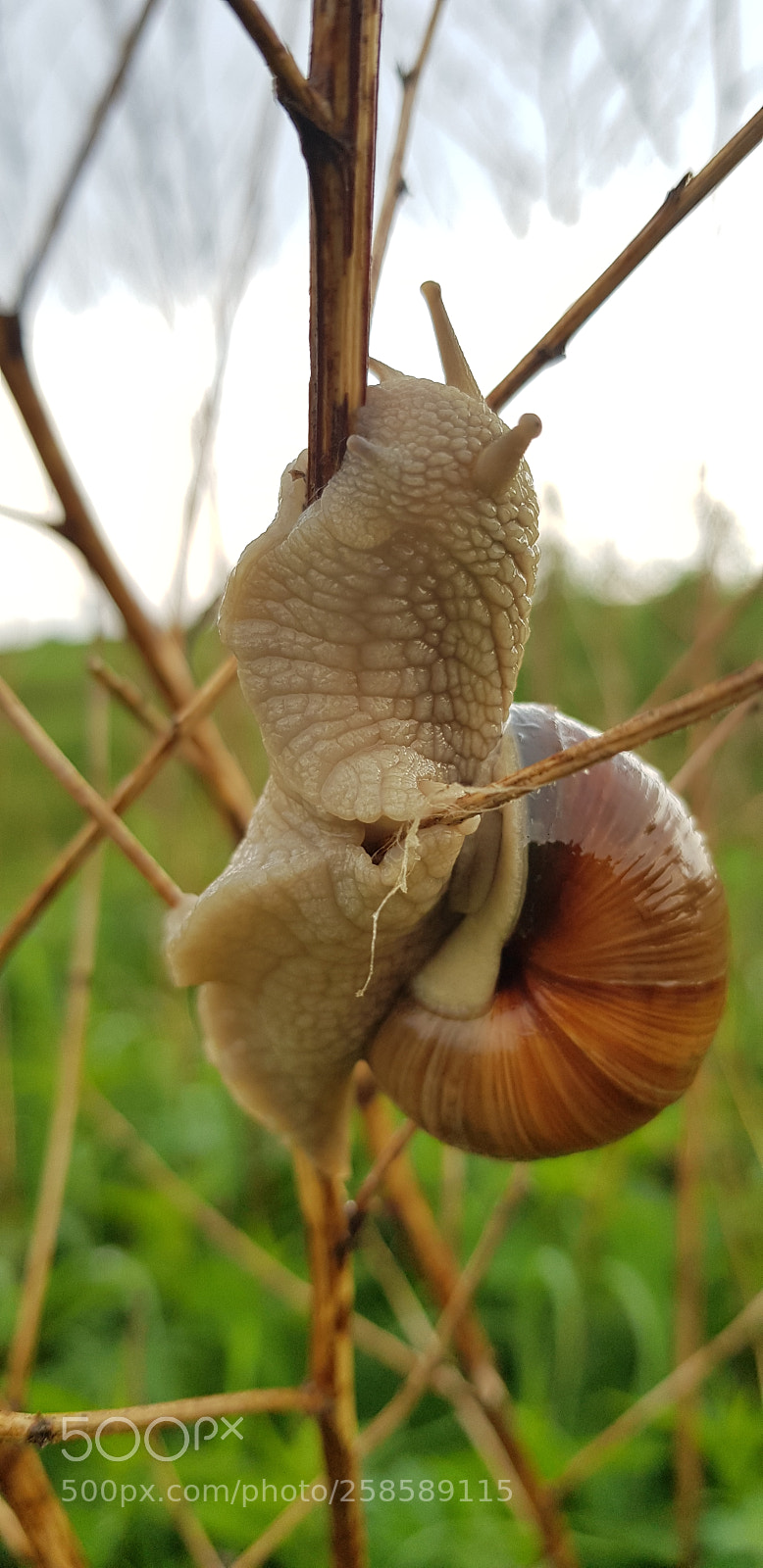 Samsung Galaxy S8 sample photo. Snail photography