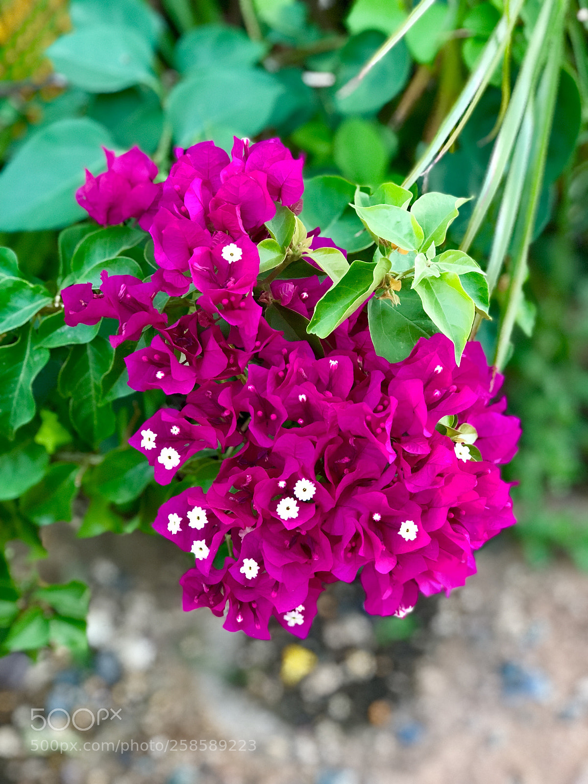 Apple iPhone 8 Plus sample photo. Bougainvilleas (fuschia) photography